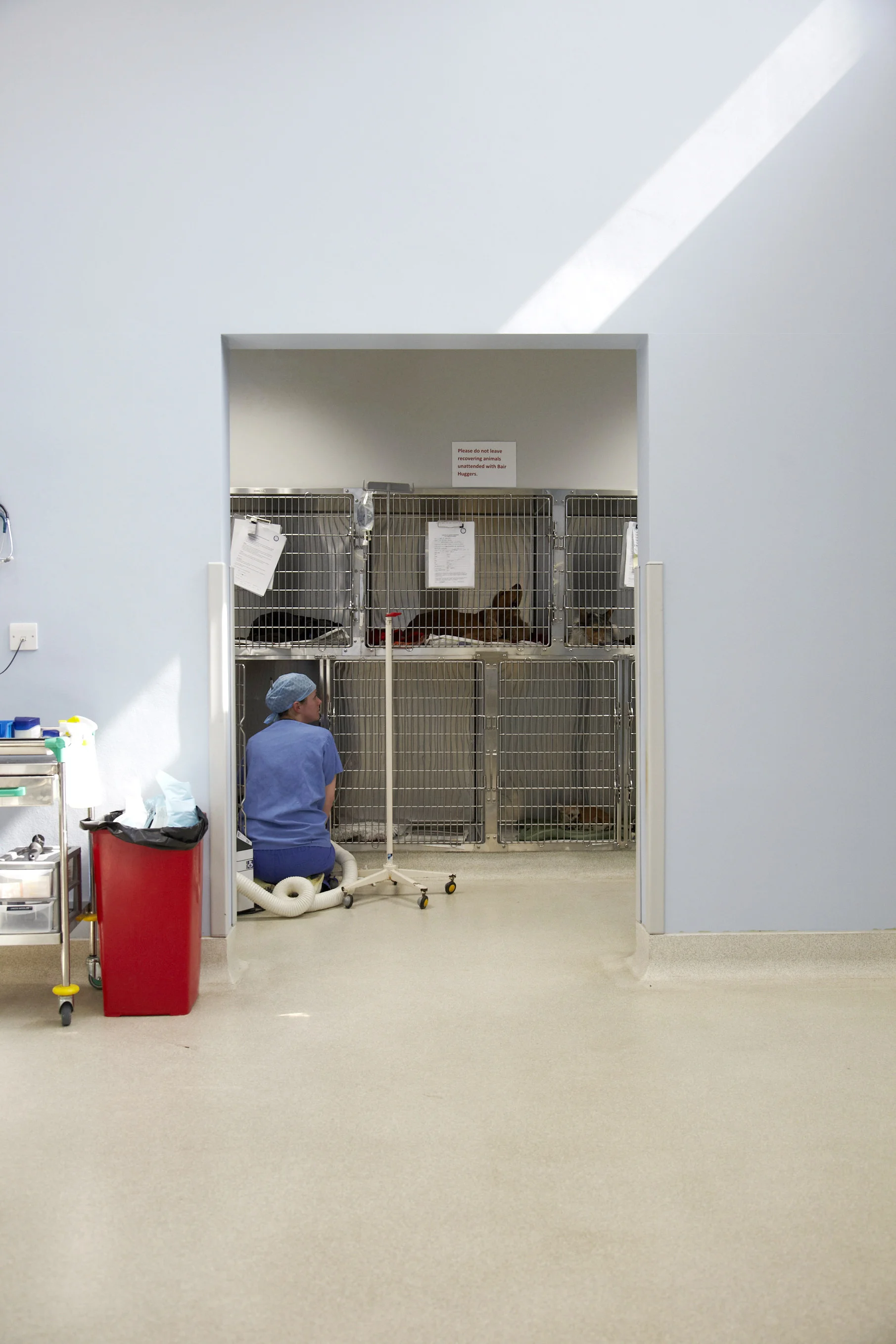 BATTERSEA_23.04.14_SURGERY_373.jpg