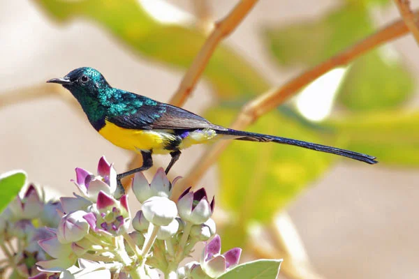 Chasing the Nile Valley Sunbird