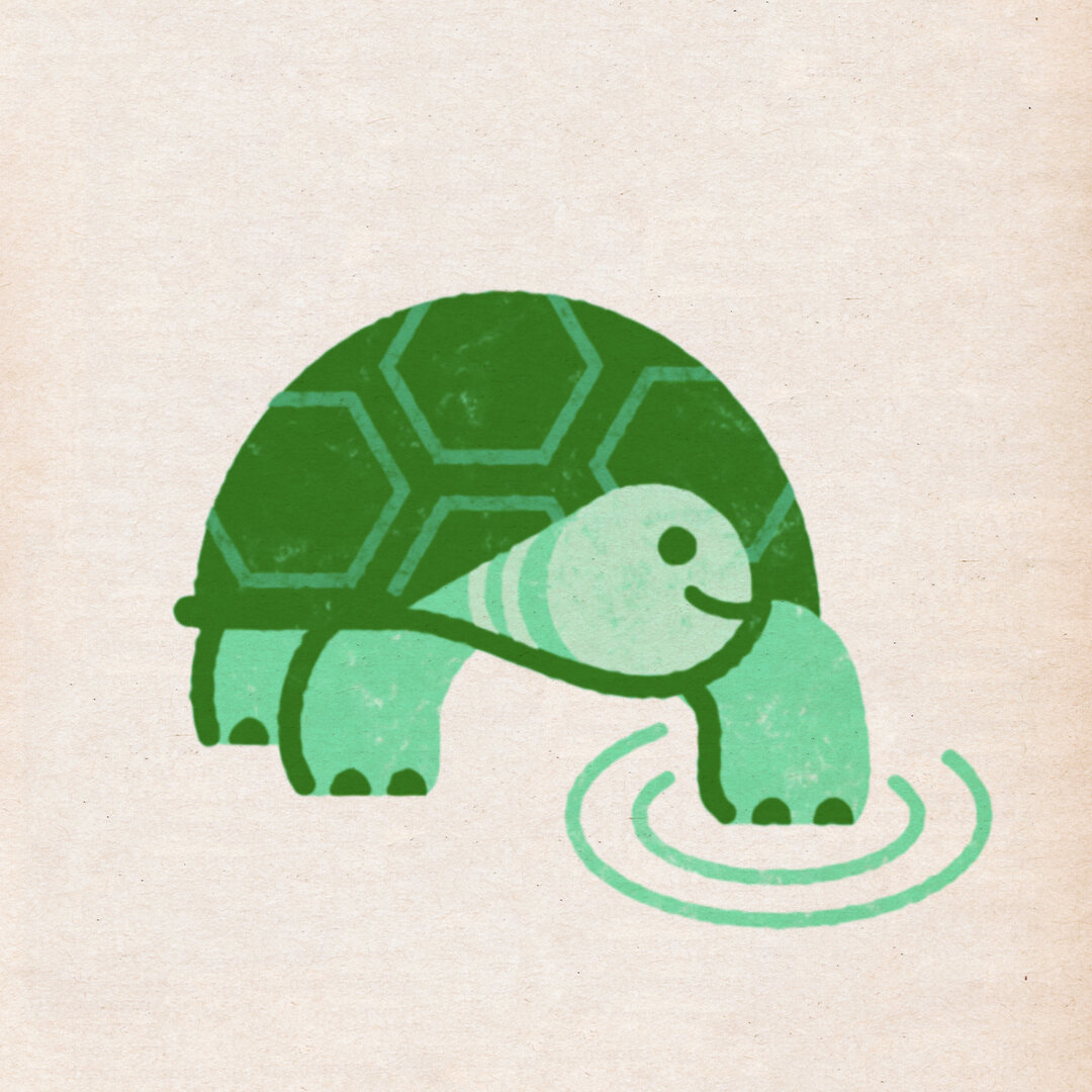 Turtle copy.jpg