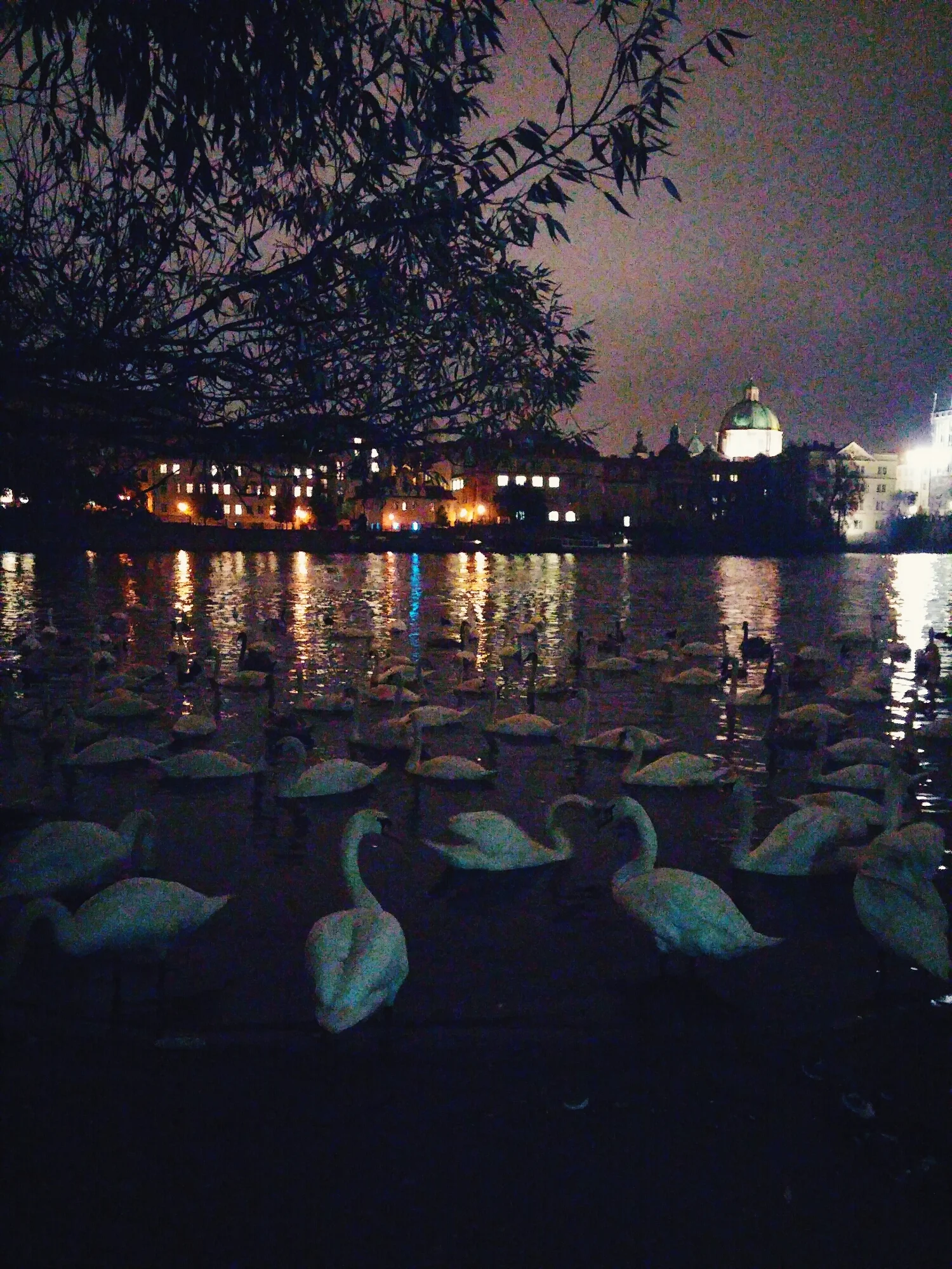 {Swans chilling in the Vltava River.}