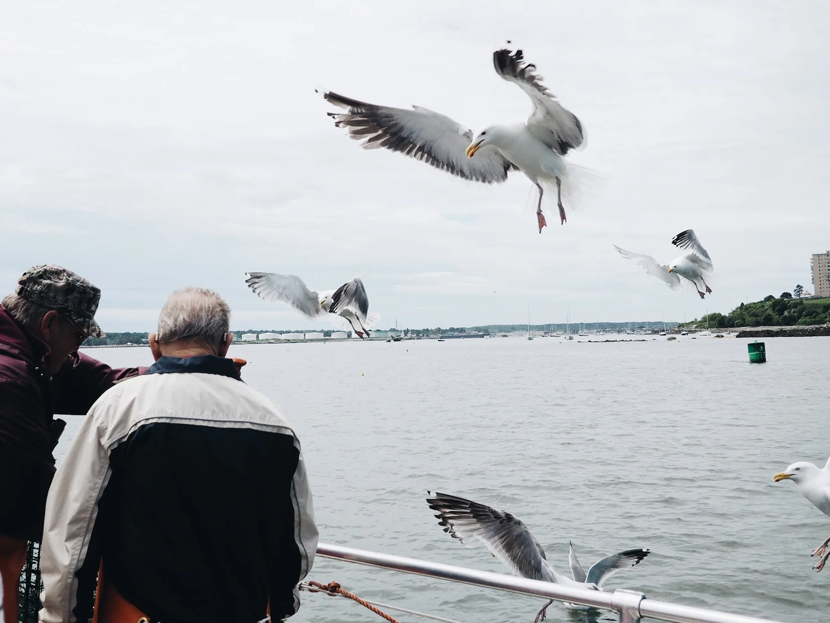 {Seagulls flocking to the boat because of the used bait. They hung around the boat because they knew food was coming.}