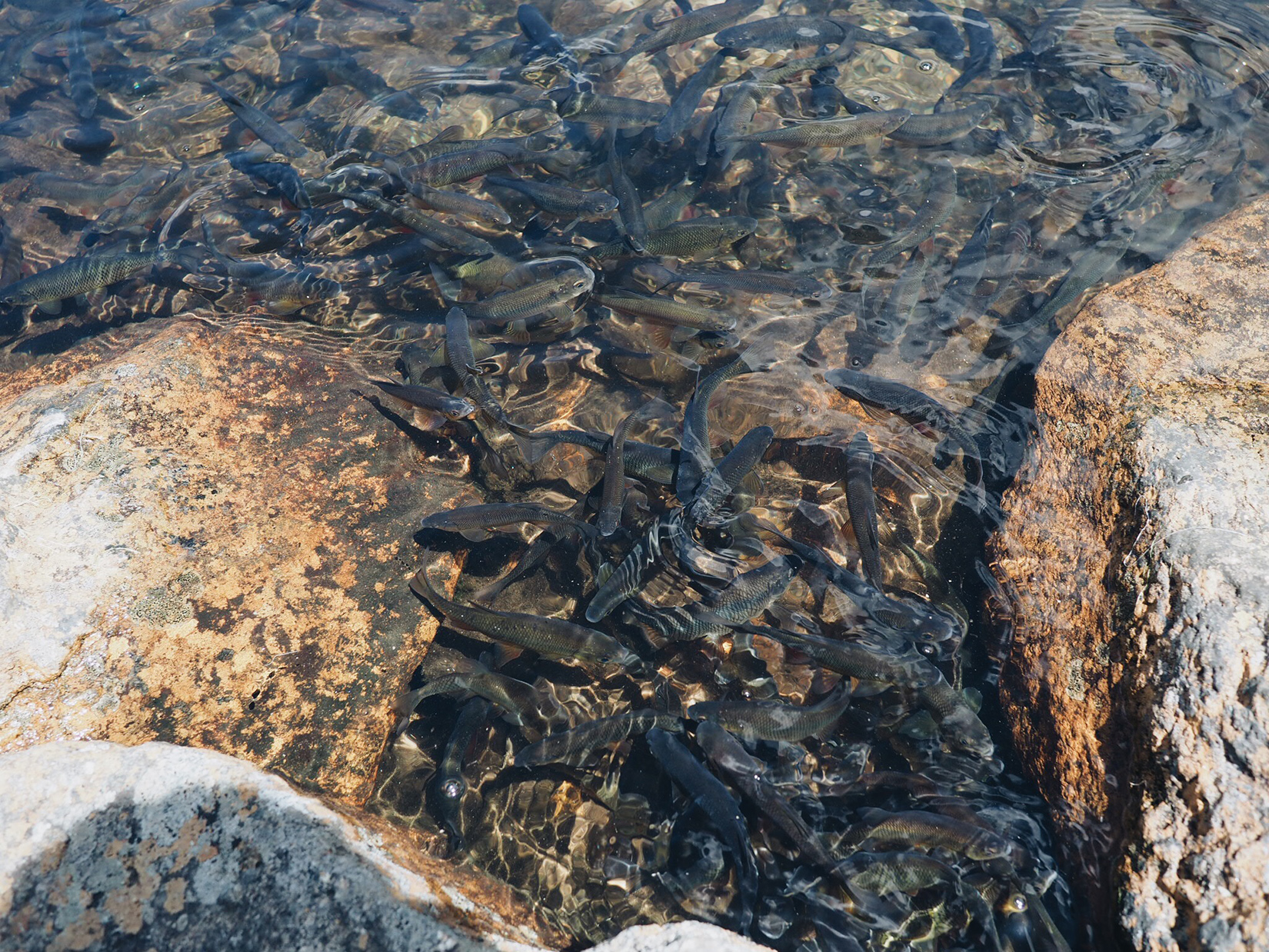 {So many fish at the pond.}