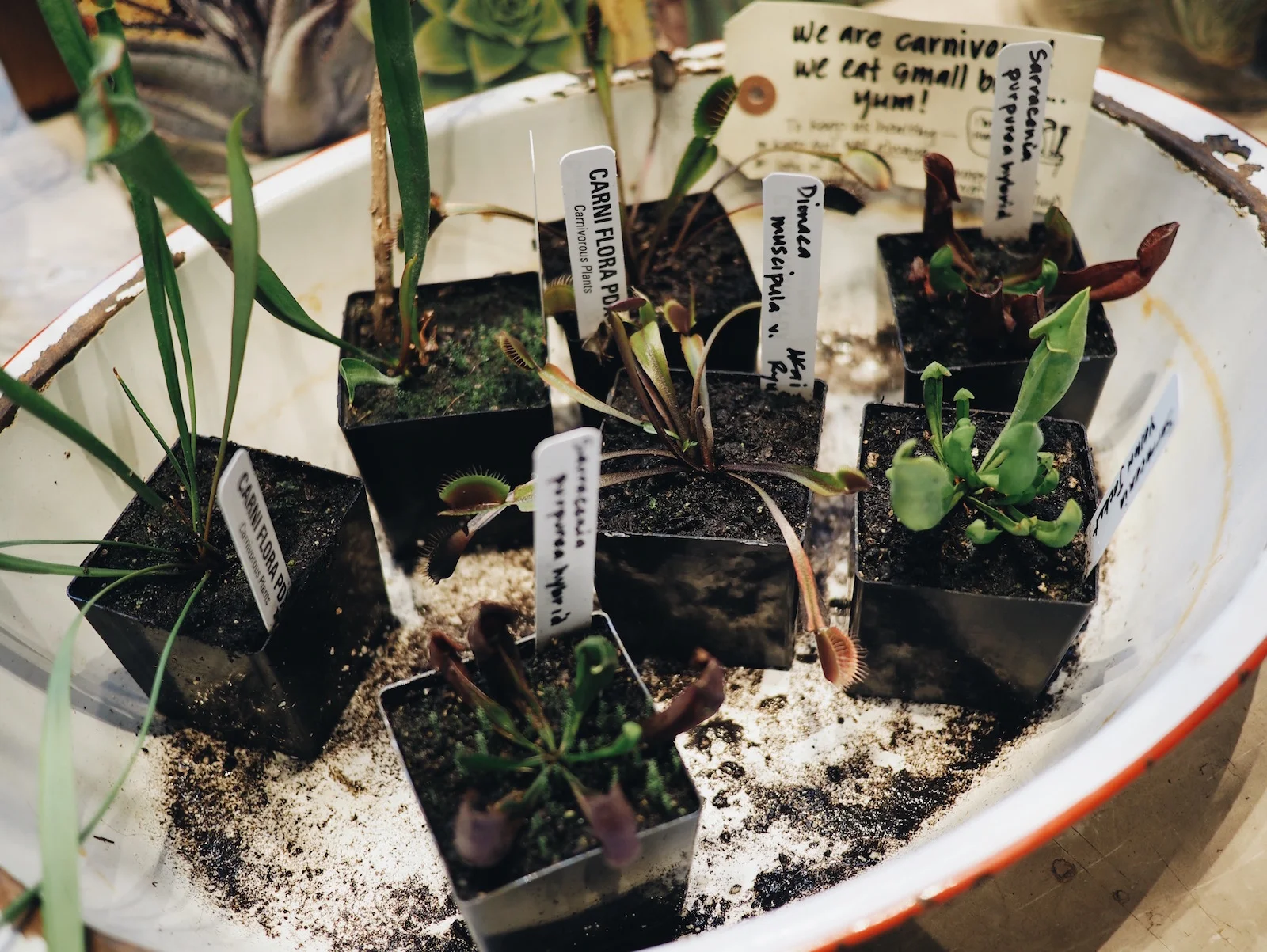 {Venus fly traps!}