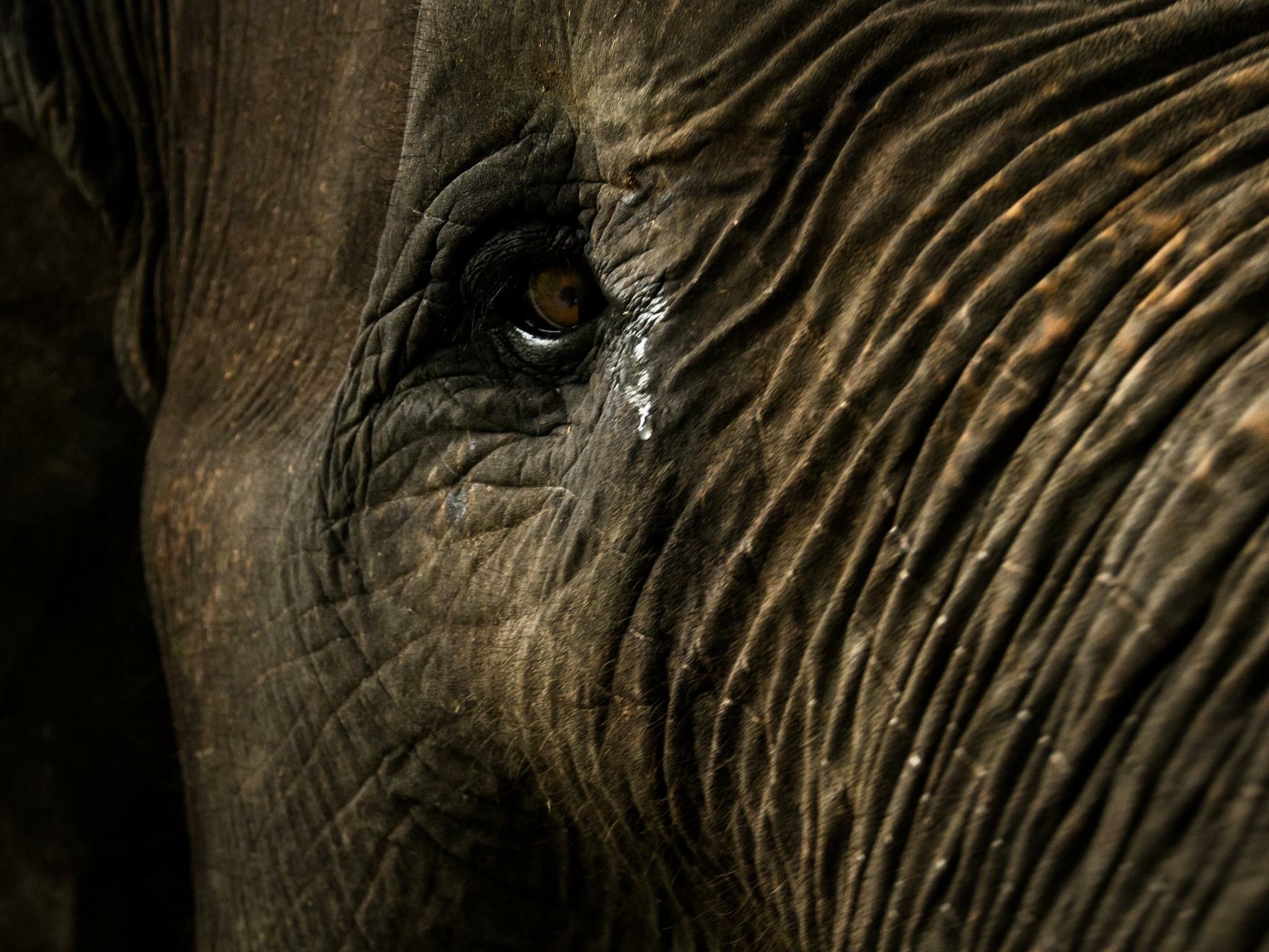 Tears of the Elephants.