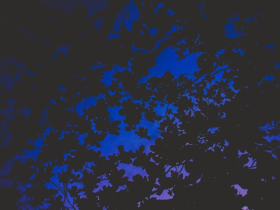 4BD51EC3-C479-4D9A-9657-DE8FD08421D5.jpeg