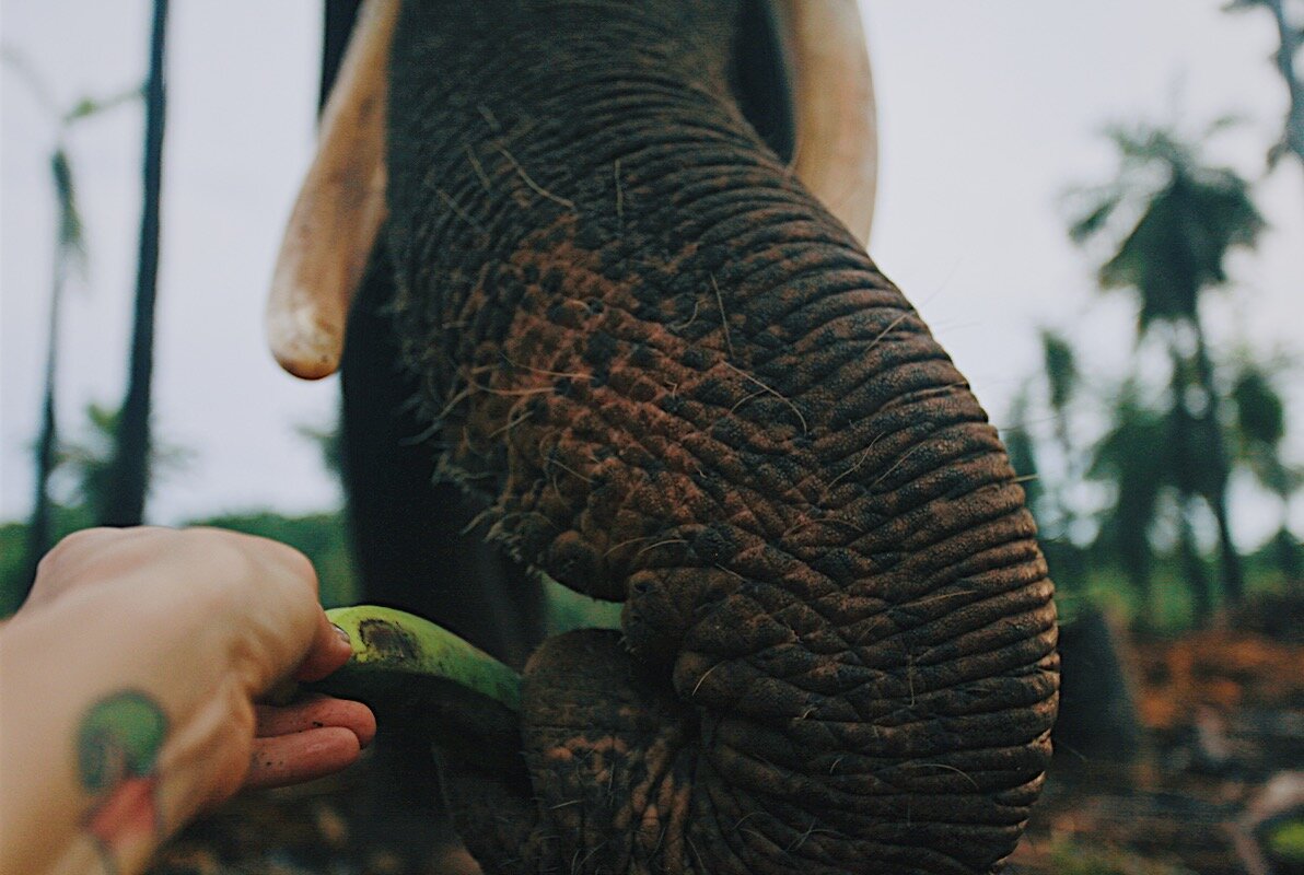 The elephant whisperer