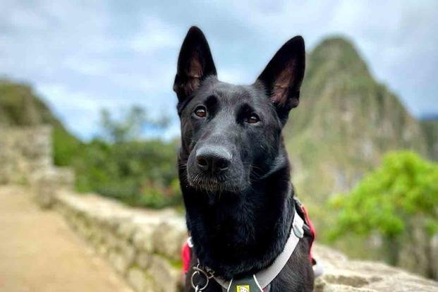 veteran service Dog 1200.jpg