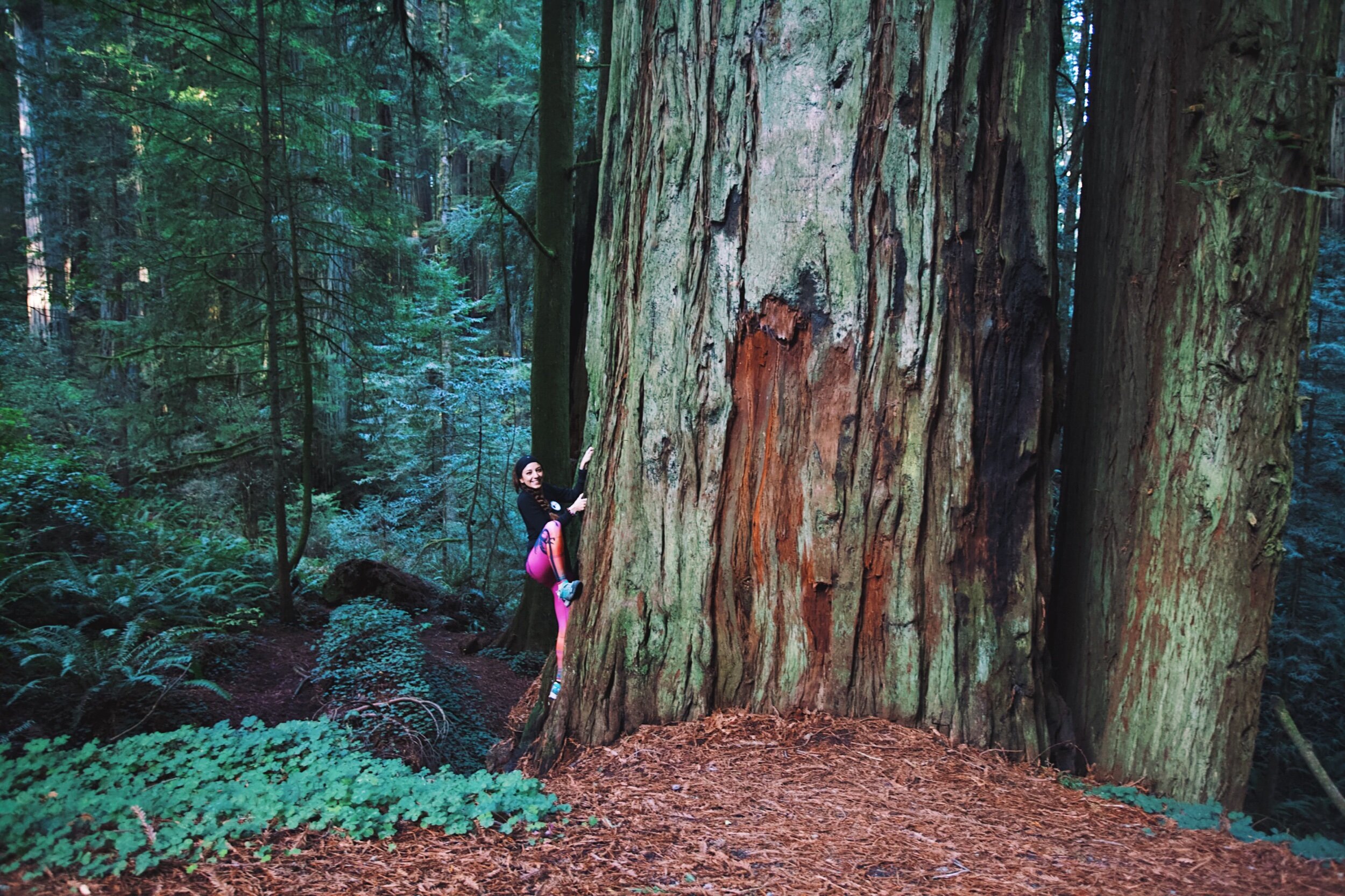 Melanie Boling in the Redwood Forest, Northern California, USA. 