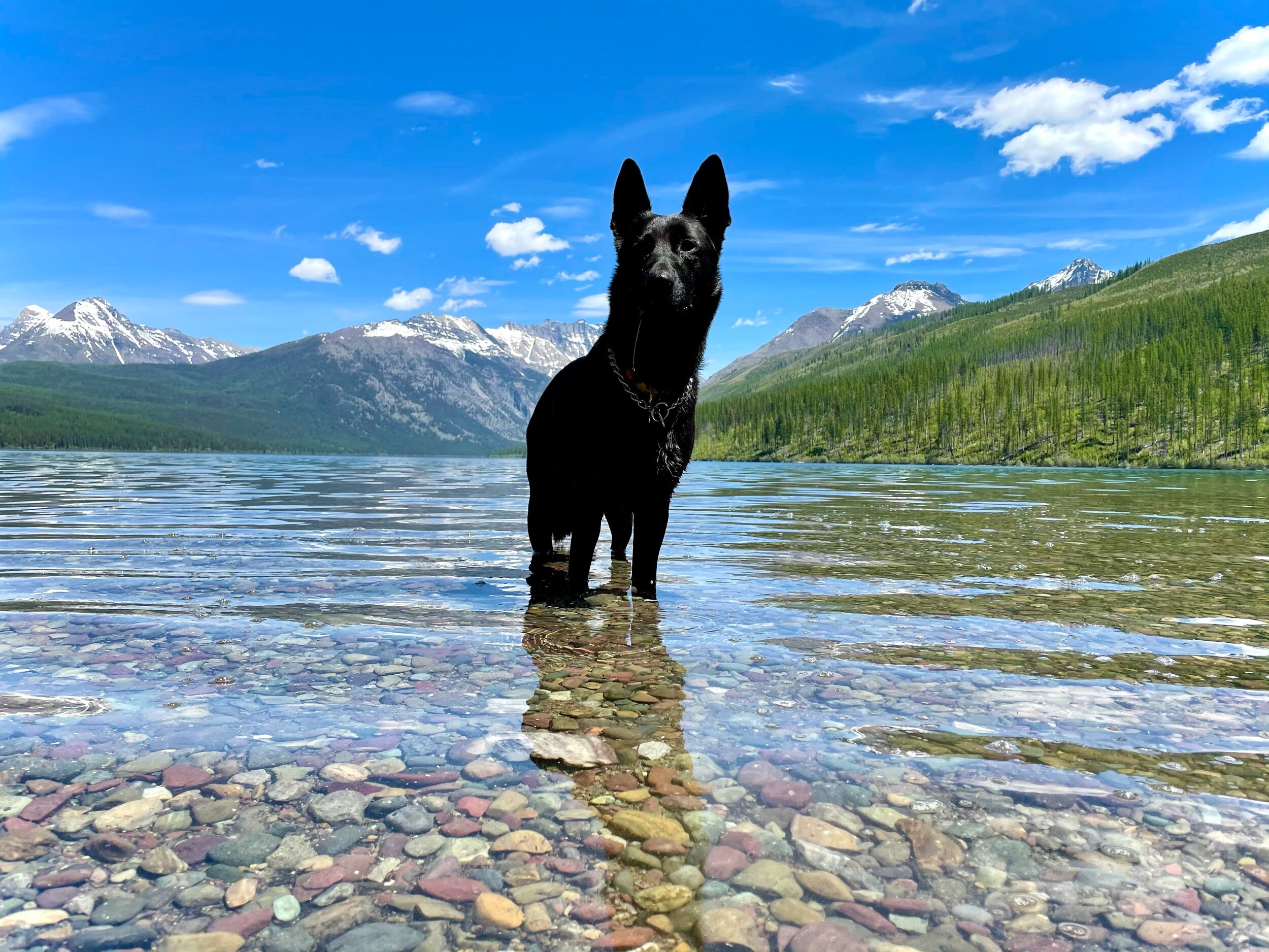Glacier National Park / Melanie Boling, Extreme Environments Behavioural Ecologist, Peer Wild