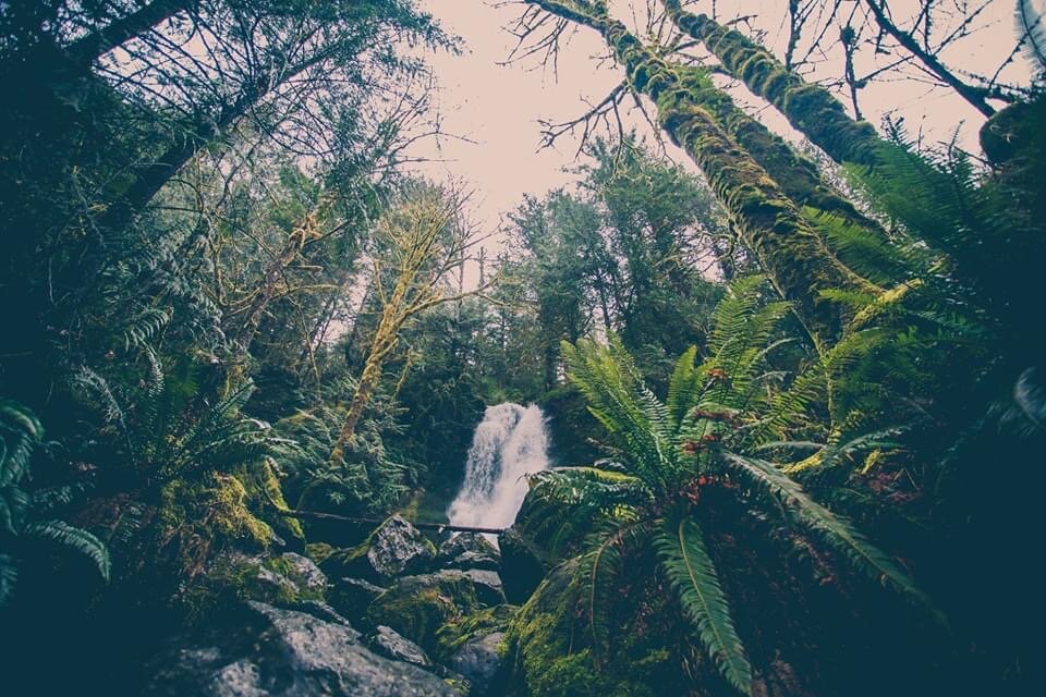 Olympic National Park / Melanie Boling, Extreme Environments Behavioural Ecologist, Peer Wild