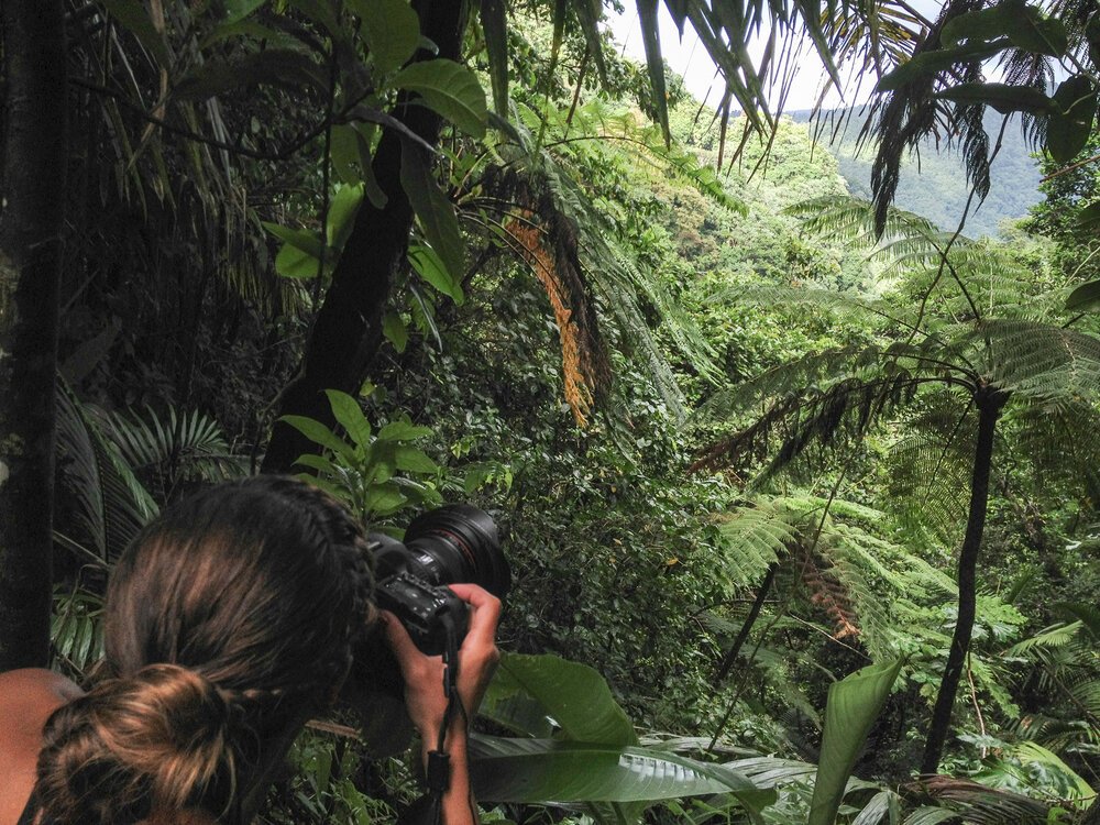 El Yunque National Forest, Puerto Rico.
