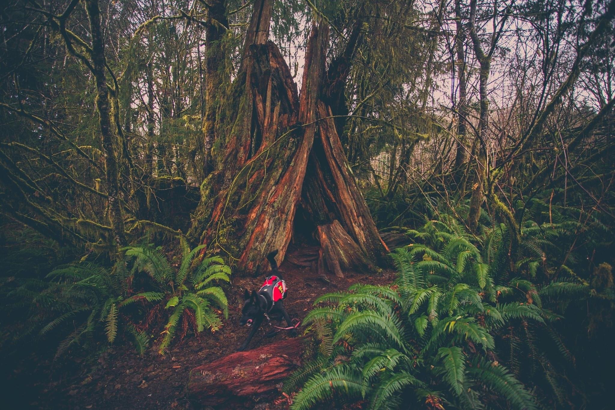 66FD4415-27E8-4C30-9E55-BFEAD59D03D1.jpeg