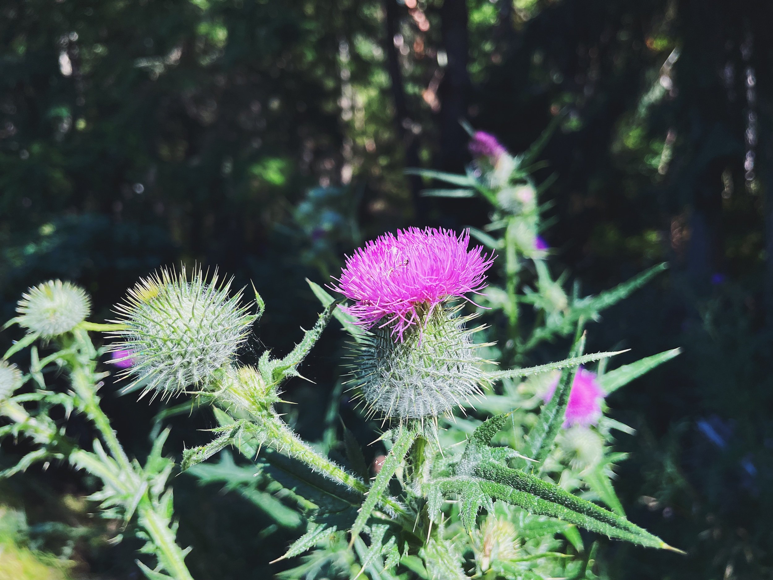 ECC2385D-1C69-4943-A2E0-22729079BD62.jpeg