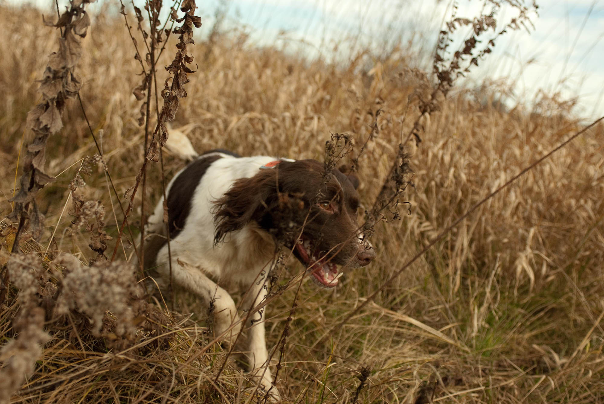 pheasant-2.jpg