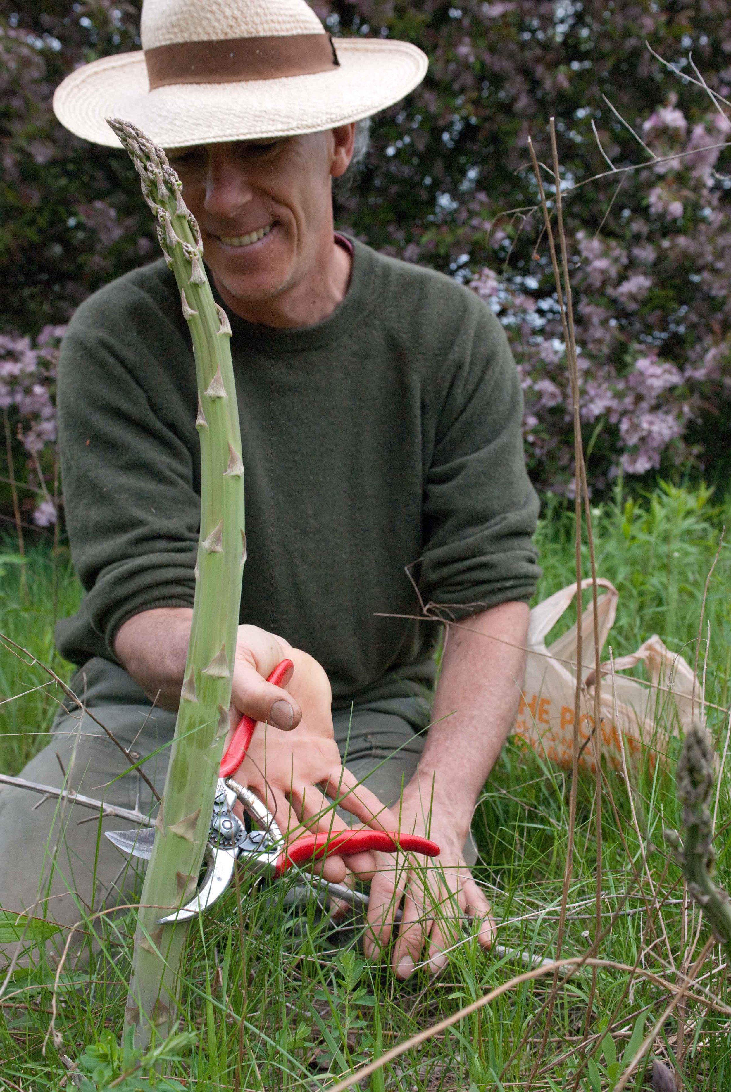 asparagus-4 copy.jpg