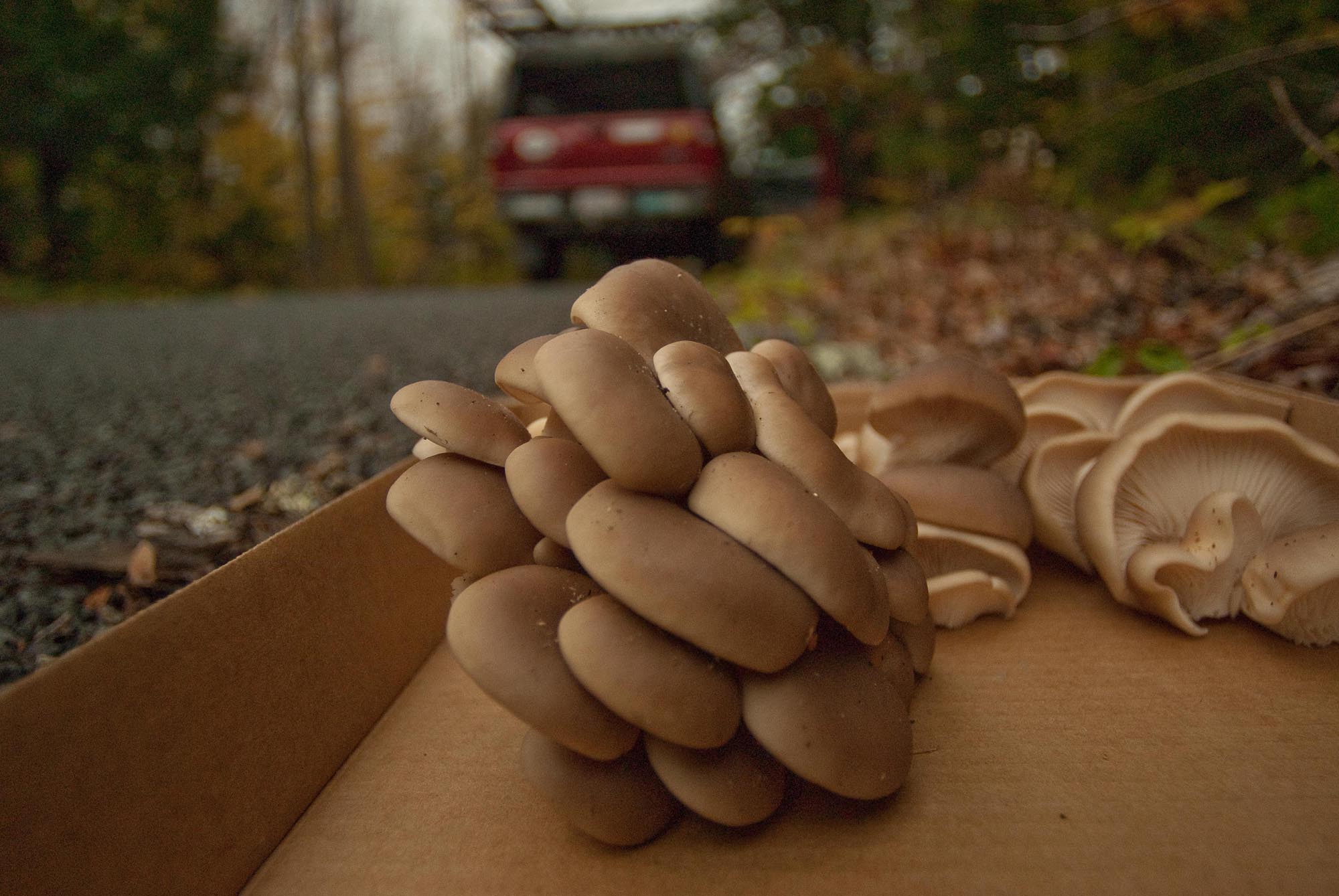 mushroom 2.jpg