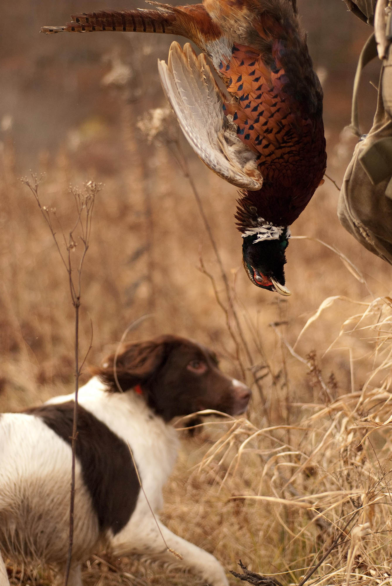 pheasant-1-2.jpg