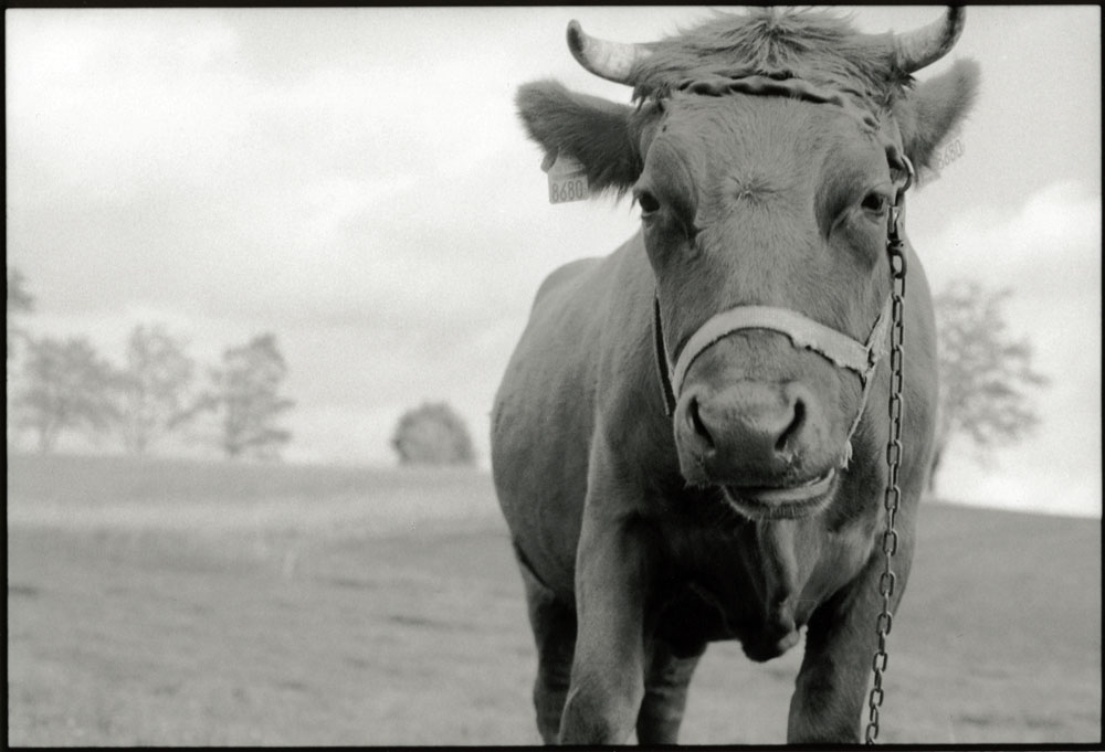 cow.jpg