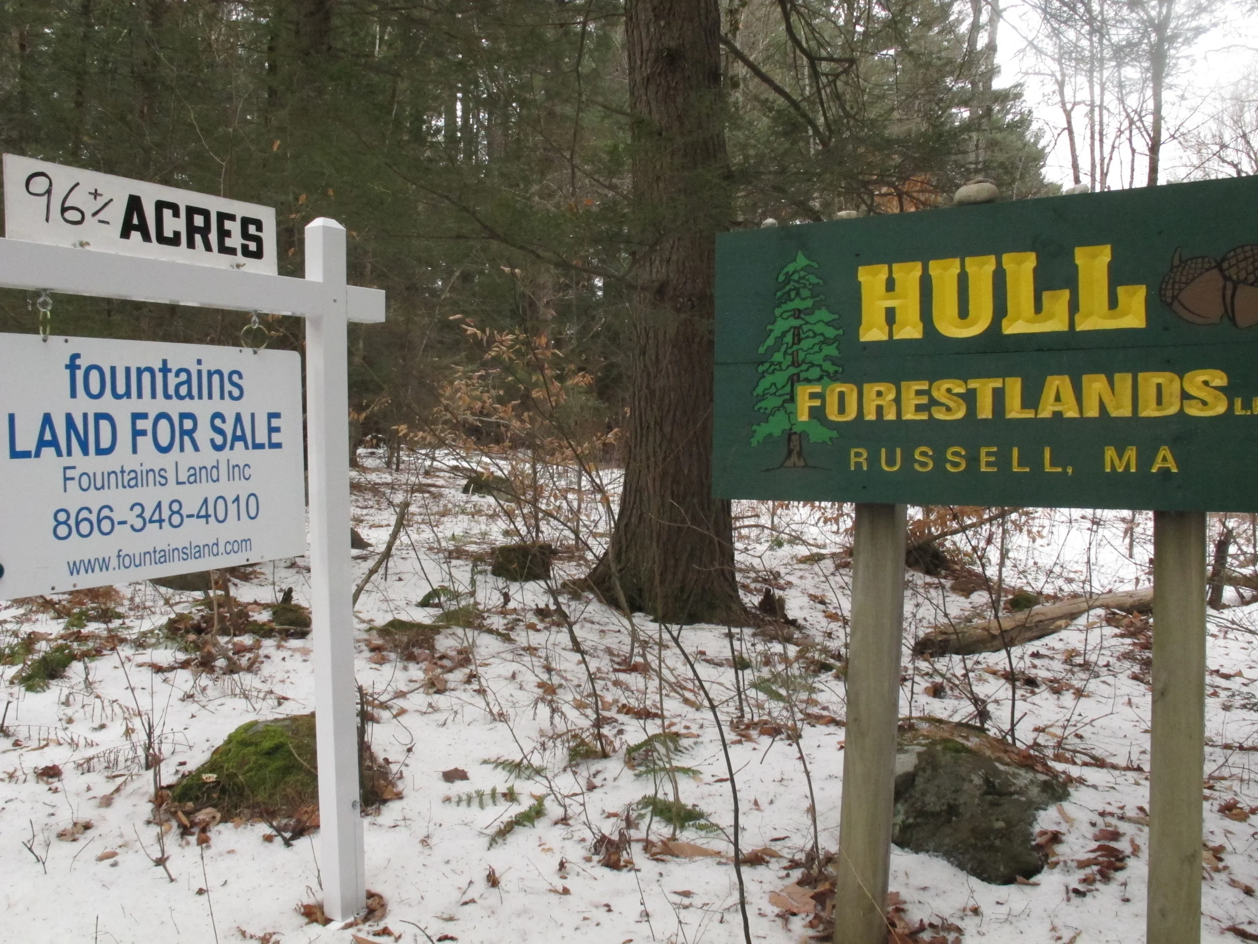 The small old-growth tract is a couple hundred feet behind these signs on Sears Road