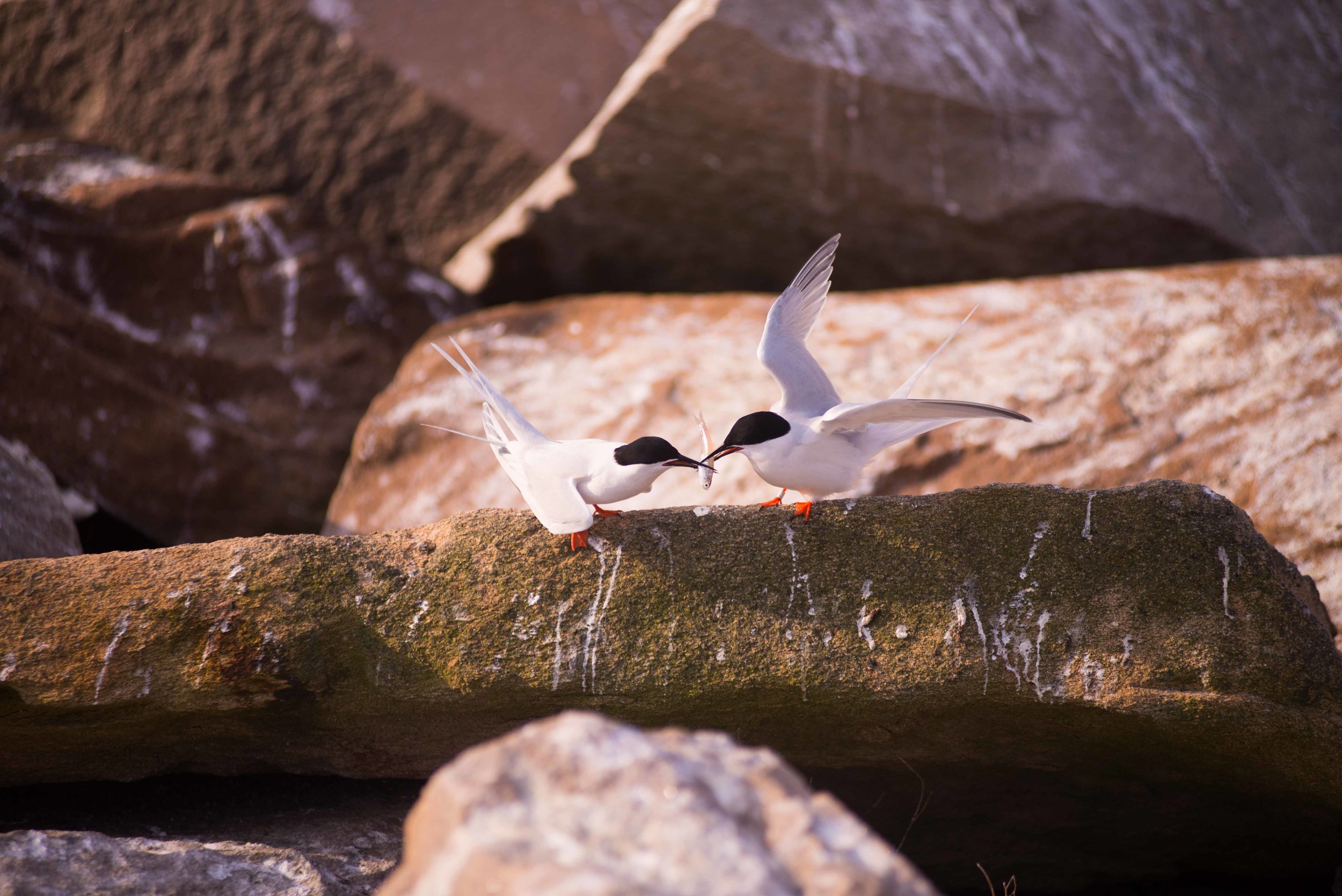 great gull-11.jpg