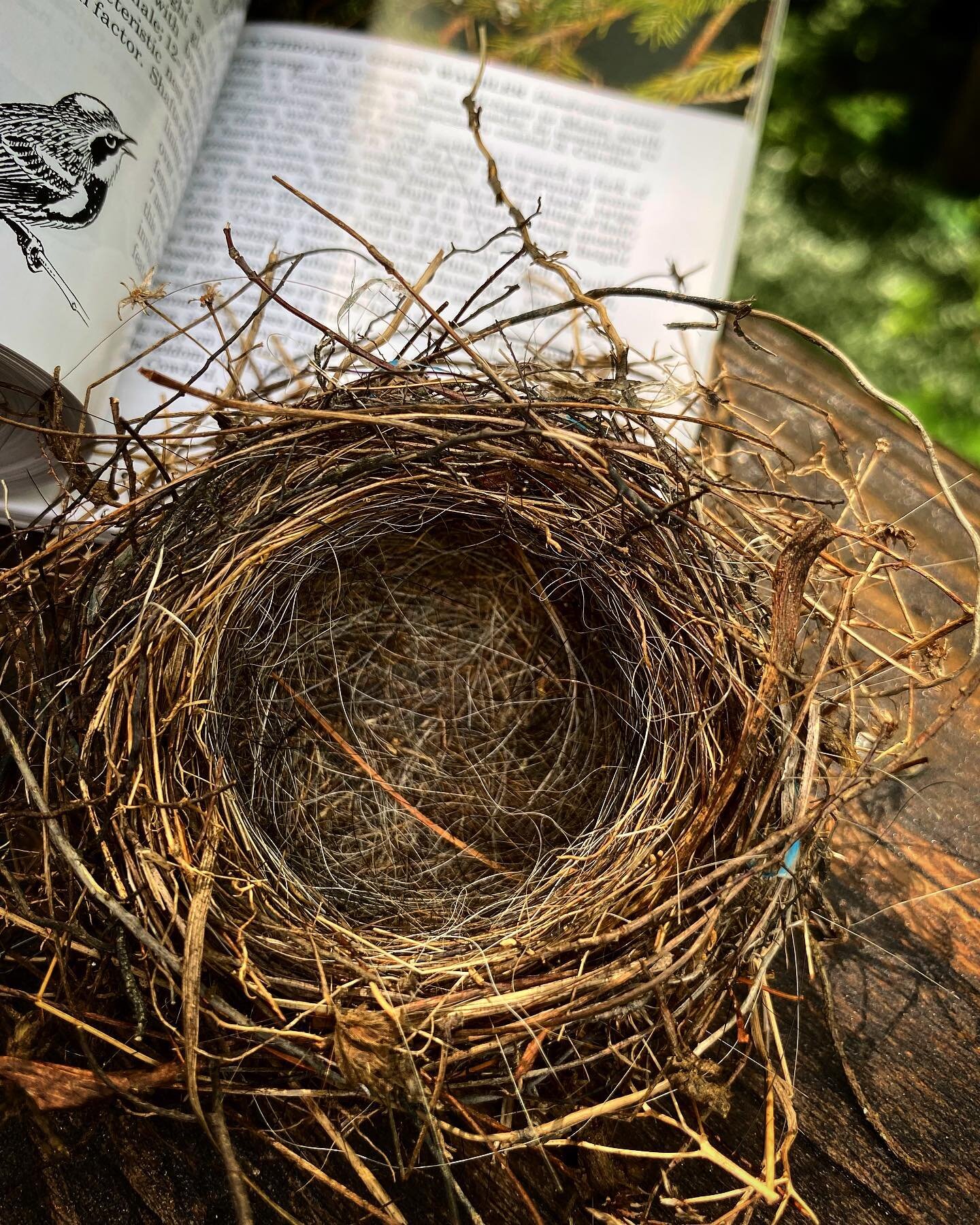 Not long before this whole business gets underway again.

#nature #birds #birdsofinstagram #bird #nest #birdnest #natural #warbler #warblersofinstagram