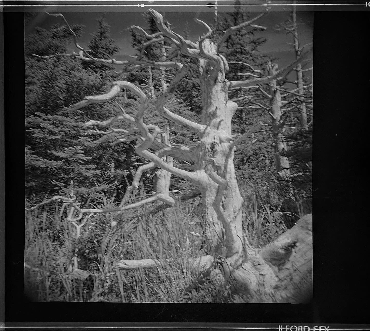 Life is temporary, Earth is forever, treat the planet like every day&rsquo;s #earthday 

Dead tree on sea cliff, Downeast Maine, shot on 120 mm film with analog camera.

#film #120mm #120mmfilm #120mmphotography #filmphotography #blackandwhitephotogr