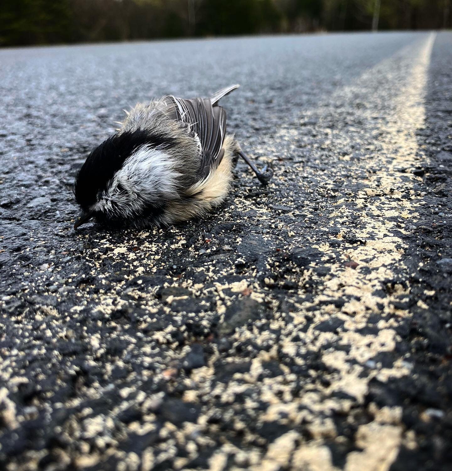 Wildlife are on the move&mdash;drivers slow down and look, moved this handsome fellow off the white line to a kinder final resting spot.

#wildlife #birds #roadkill #wildlifeofinstagram #roadsafety