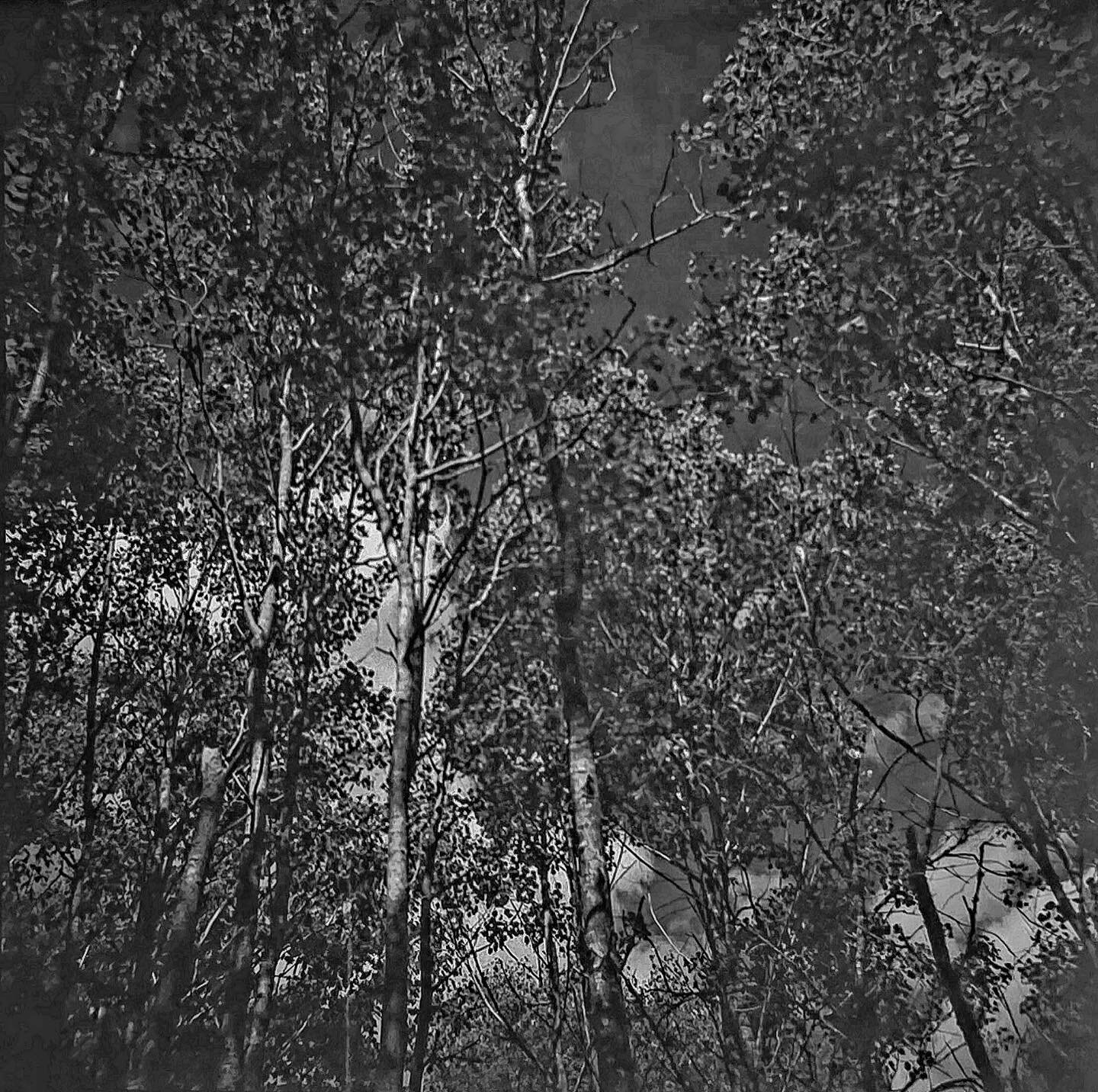 Aspens and clouds shot on 120mm film via analog camera.

#film #120film #120filmphotography #mood #bnw #blackandwhite #blackandwhitephotography #trees  #aspen #treesofinstagram #filmisalive #bnw_captures #bnwphotography #bnwmood #bnwsouls #bnwzone #n