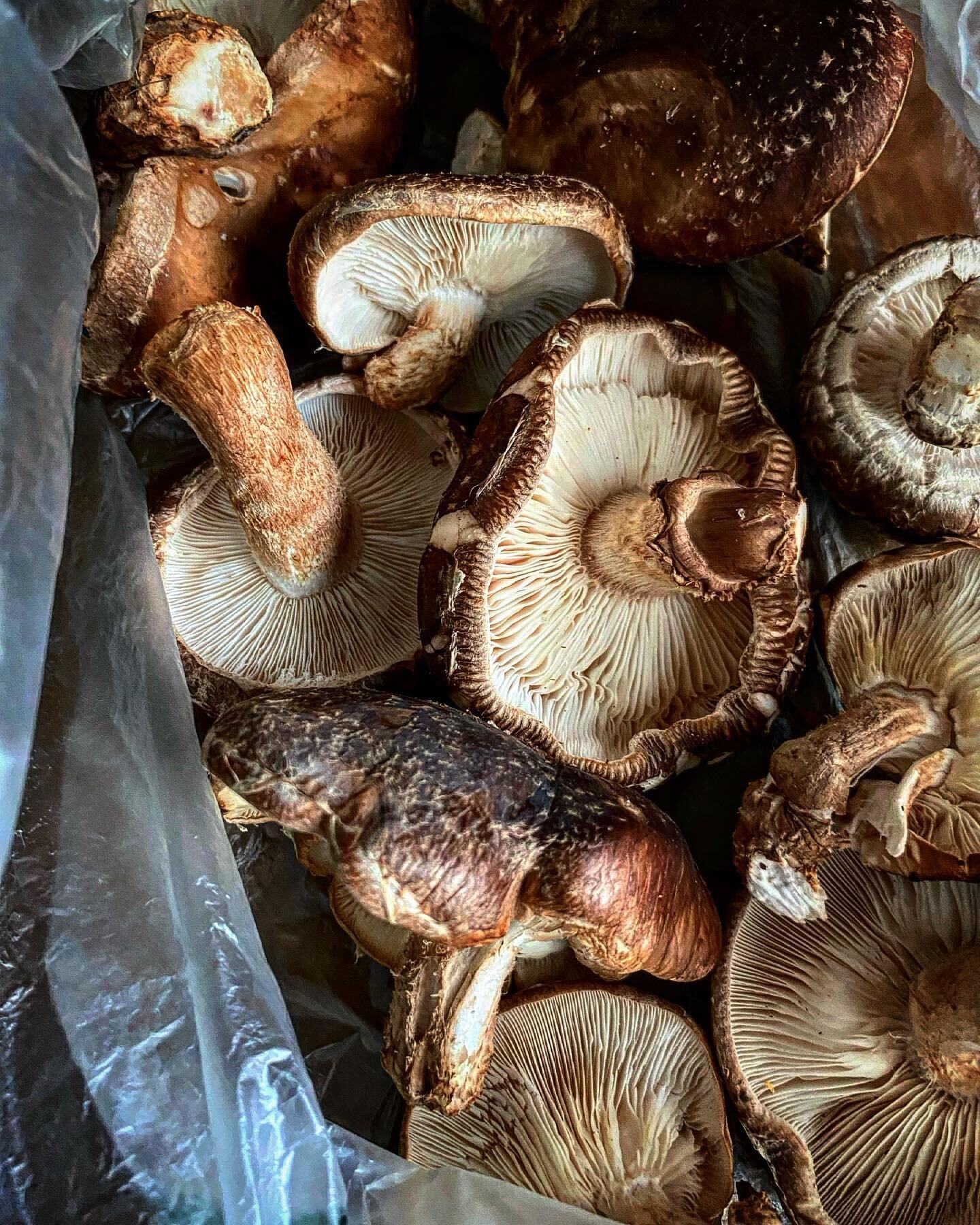 Shiitake season has begun, harvested a couple pounds of freshies so far. The ramps patch is looking brilliant too, and spreading.

#fungi #fungiphotography #shiitake #shiitakemushrooms #myco #mycoculture #mycology #garden #gardening #forestgarden #fo
