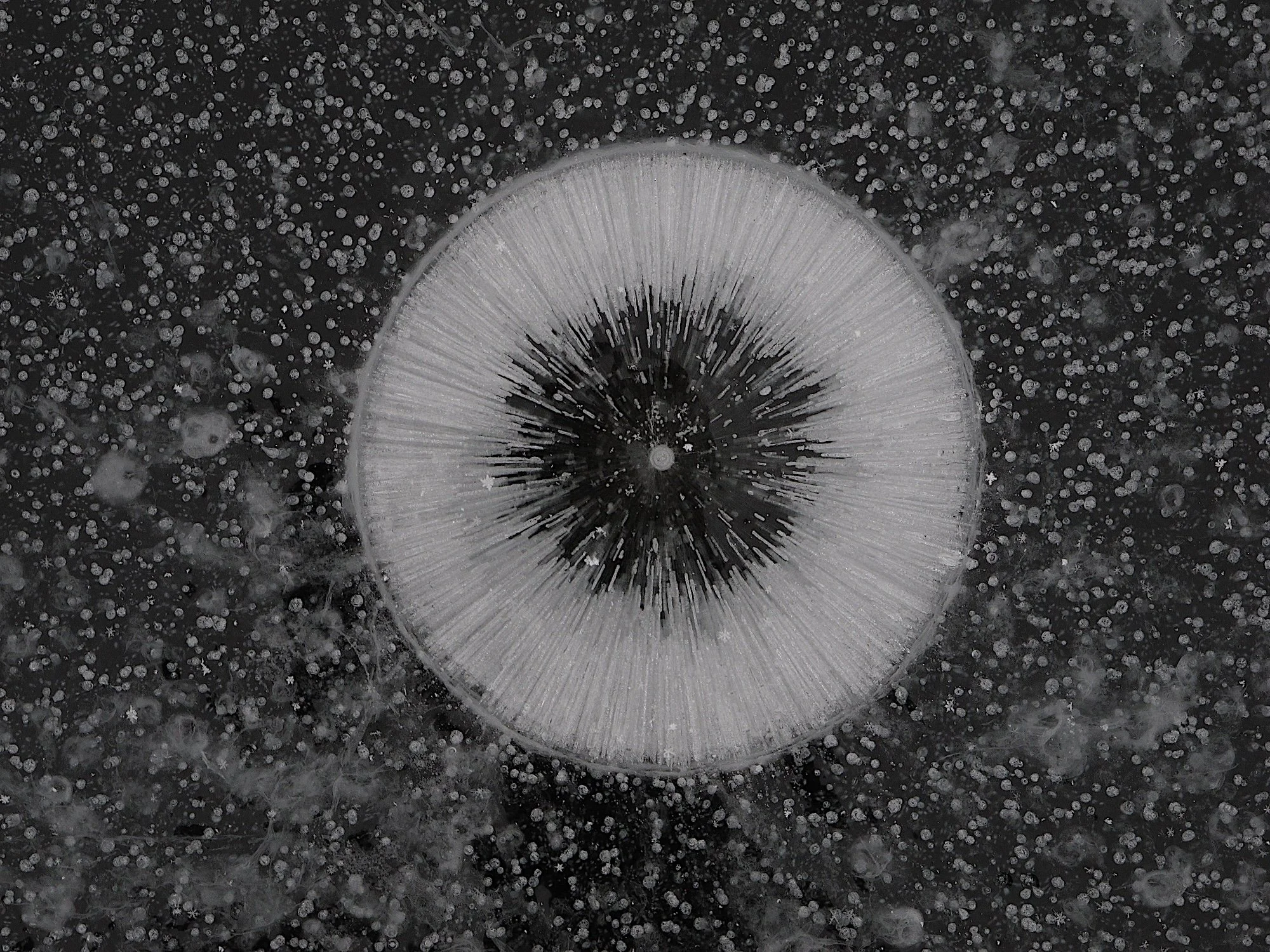 ice home page header.JPG