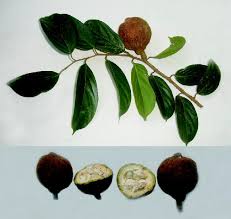 The Chaulmoogra tree (and seed), for which Alice will always be synonymous.