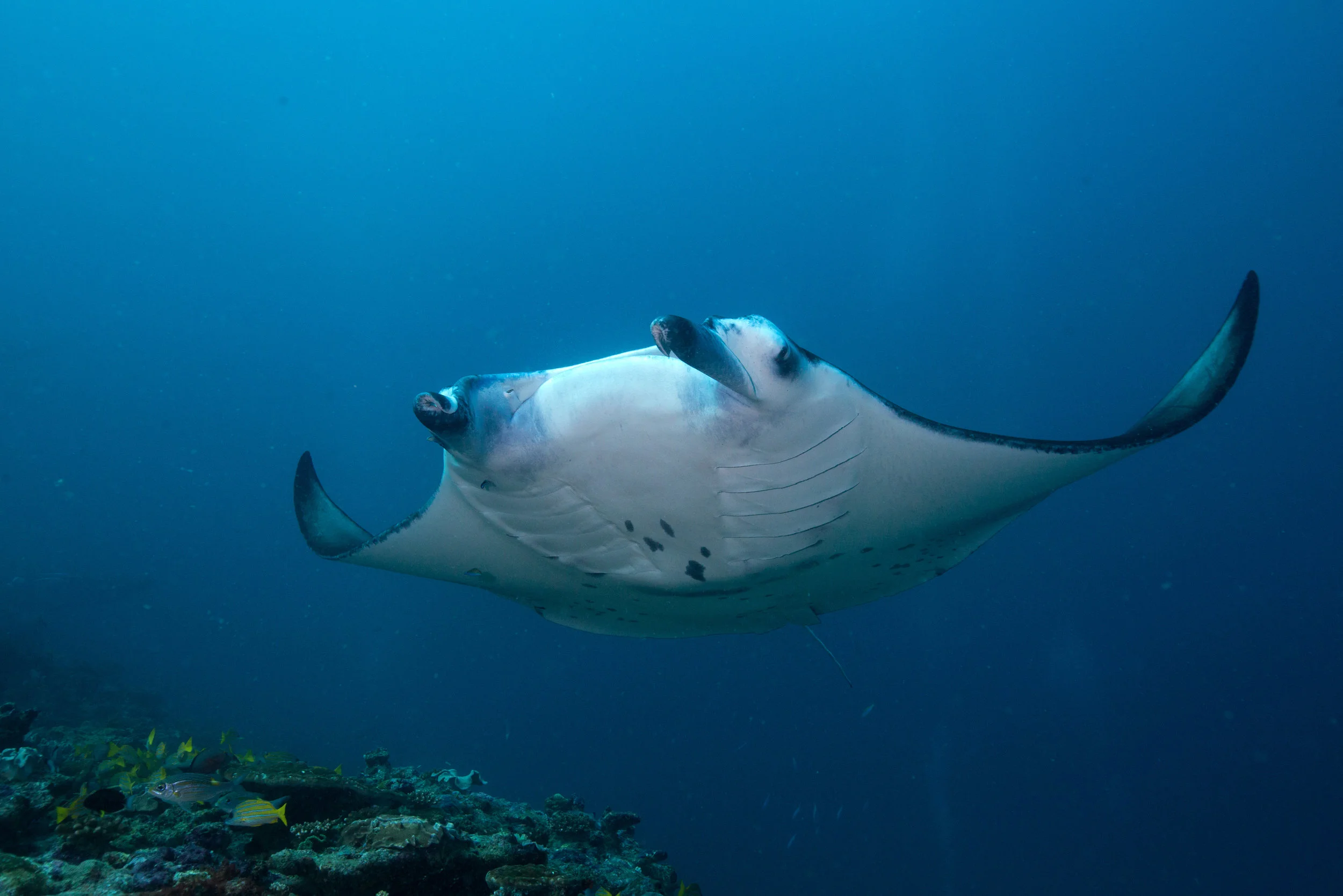manta2B8A2313.jpg