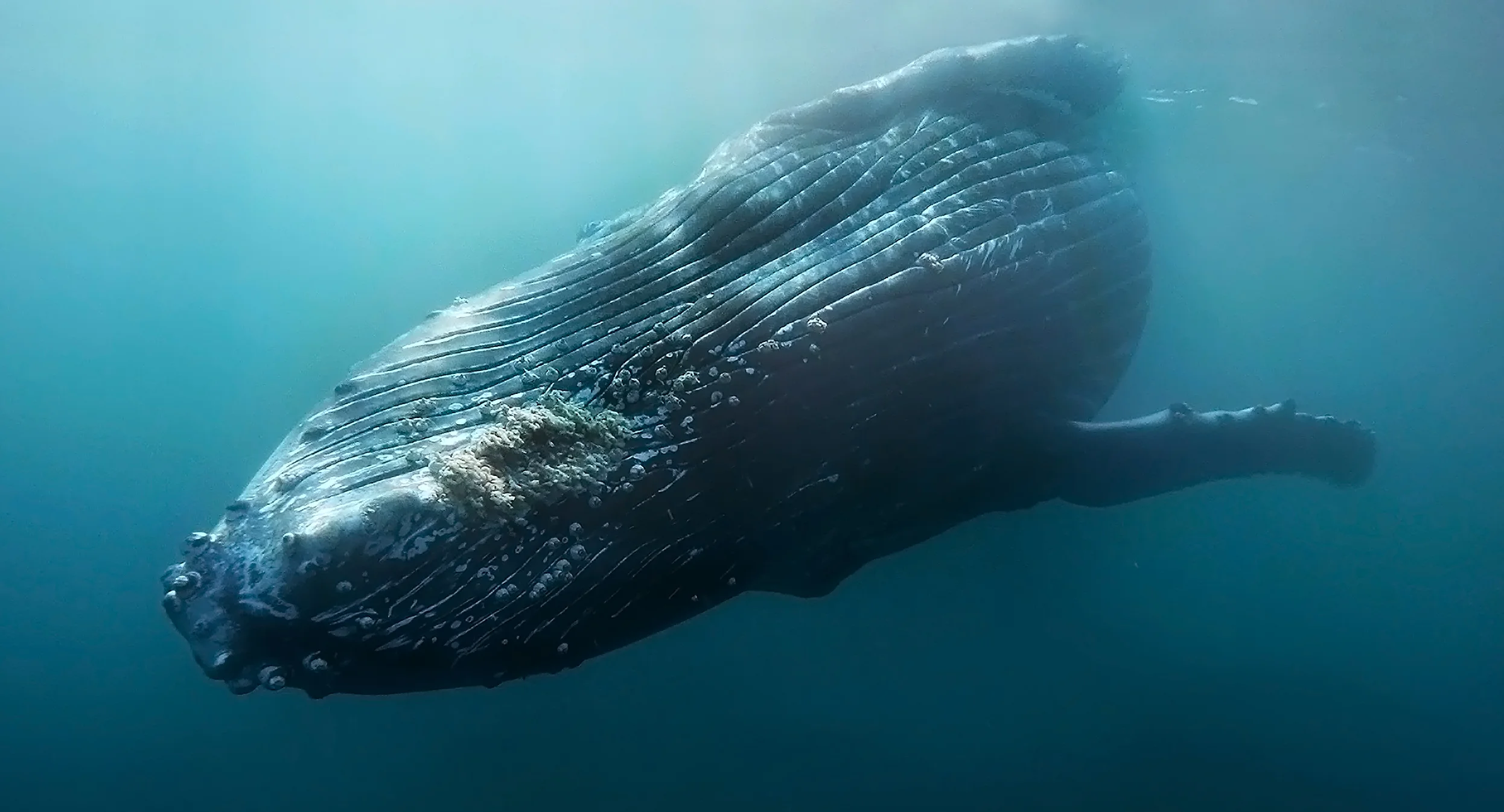 whale layers 5.jpg