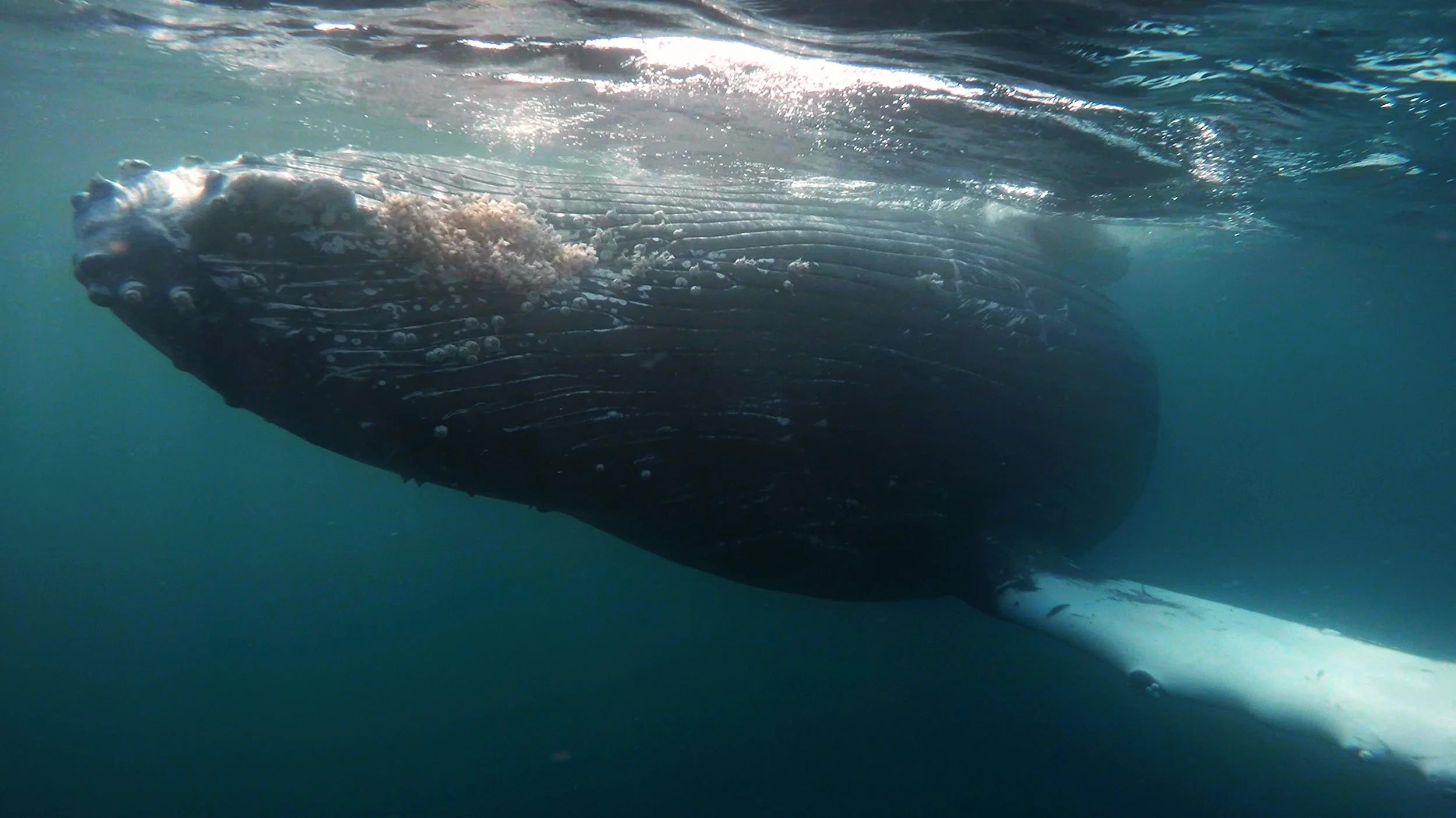 whale 4.jpg