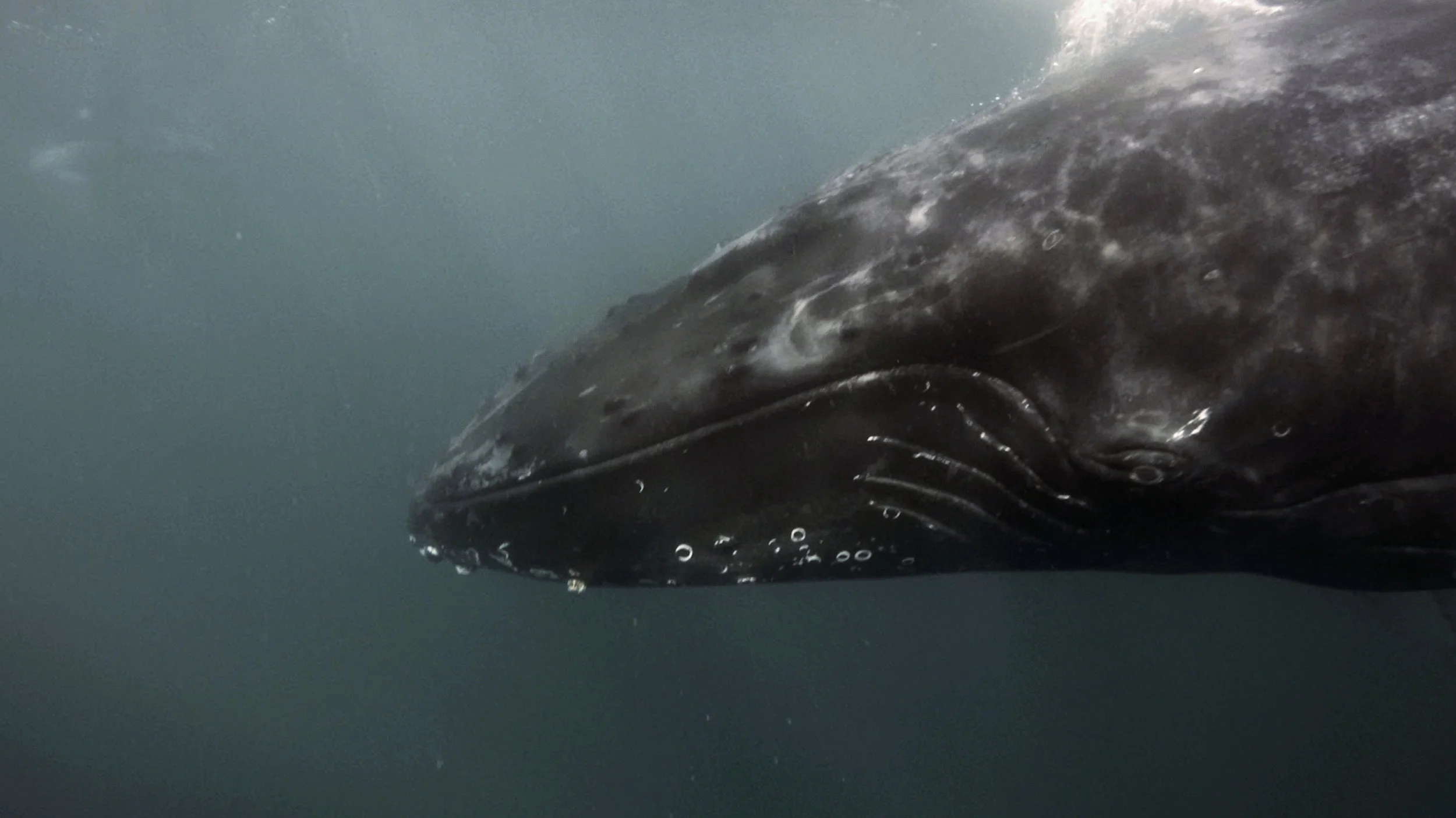 whale 3 edit.jpg