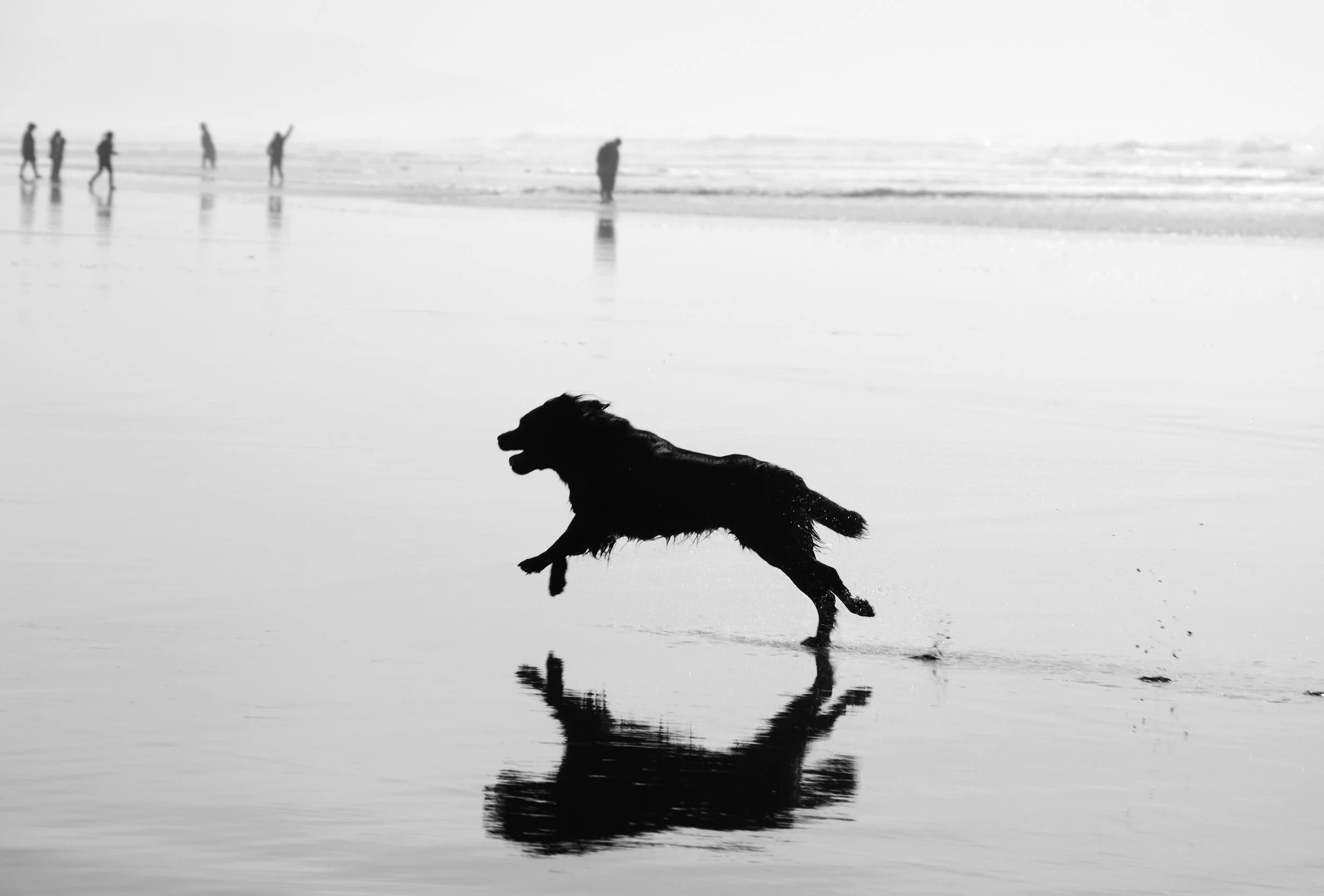 black-dog.jpg