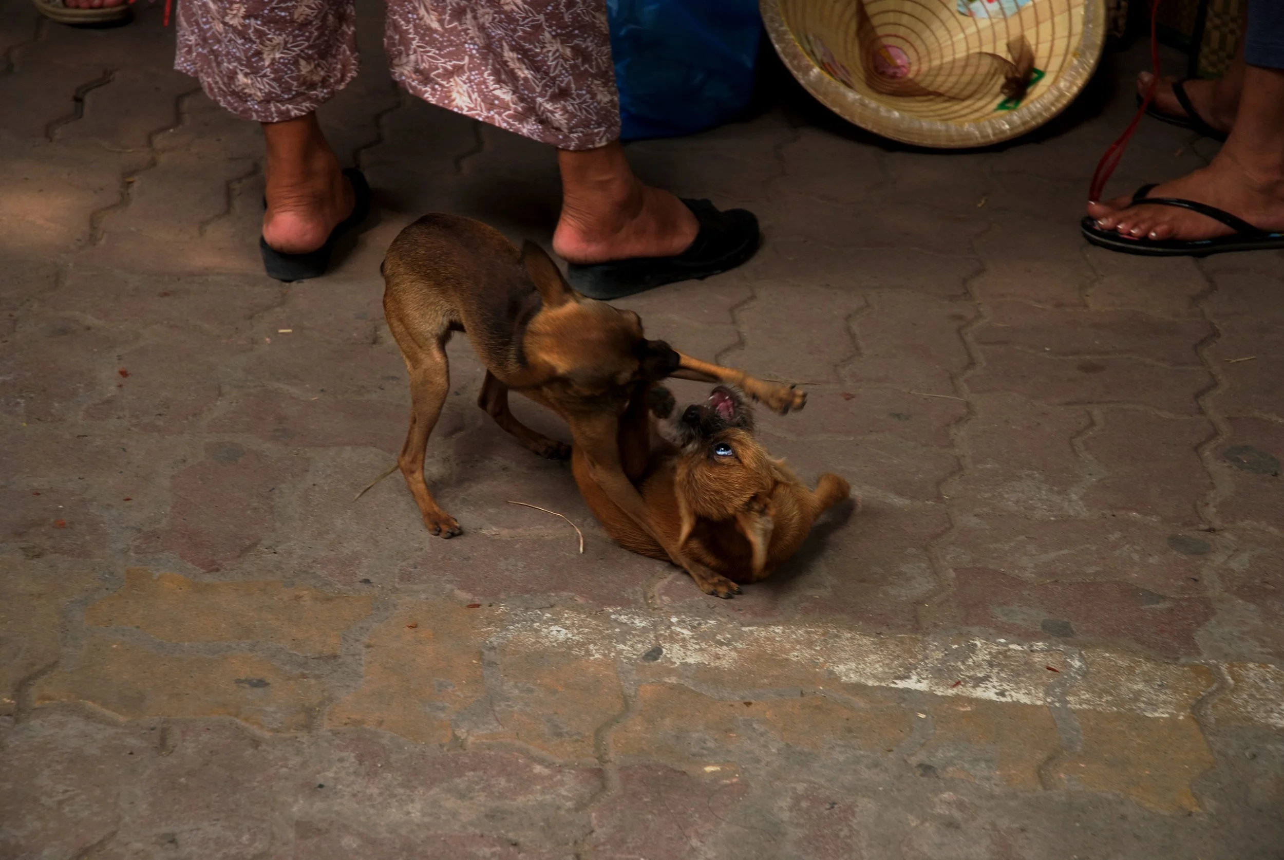 DSC_6028.jpg