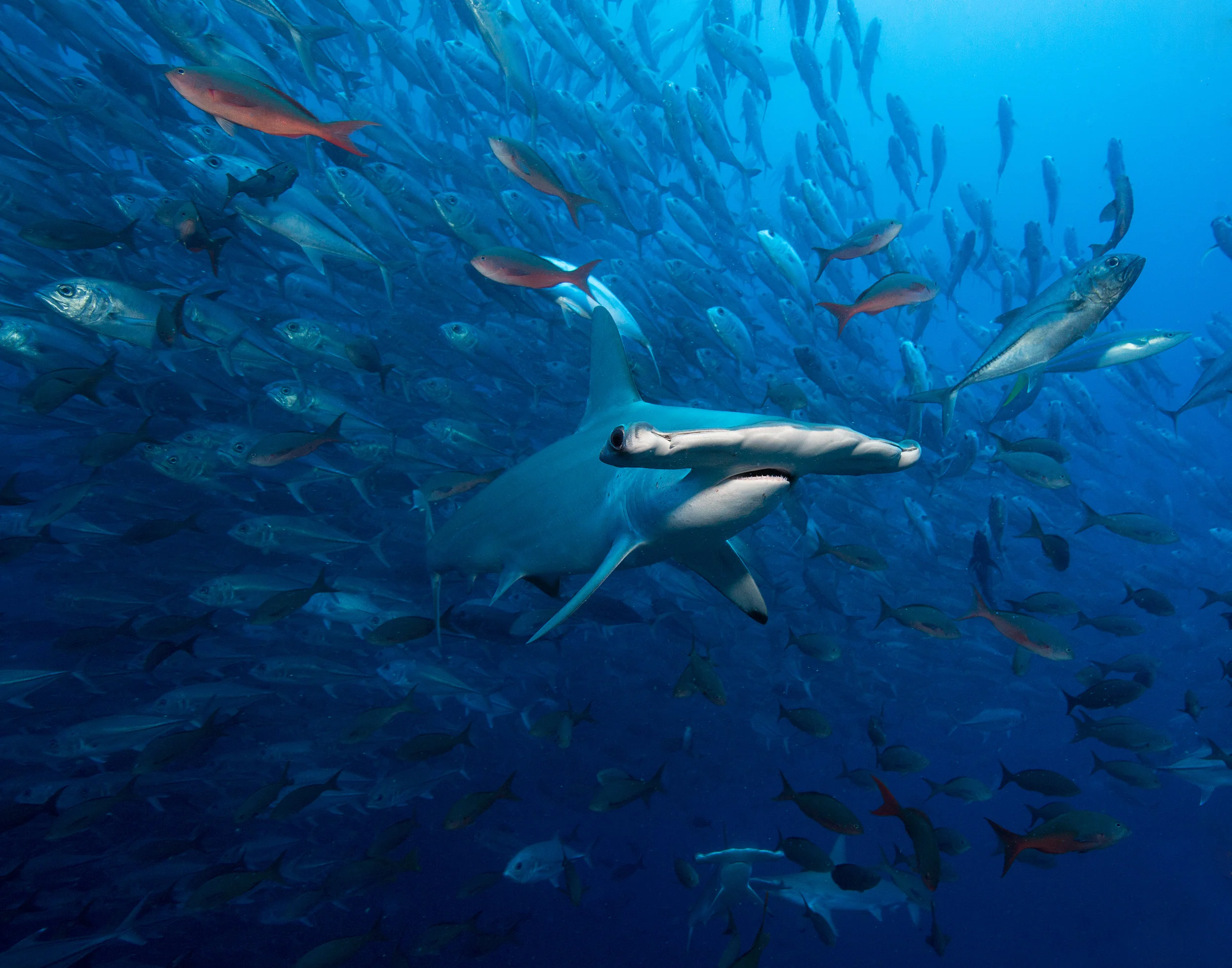 2B8A6978 hammerhead and Jacks 11*14.jpg
