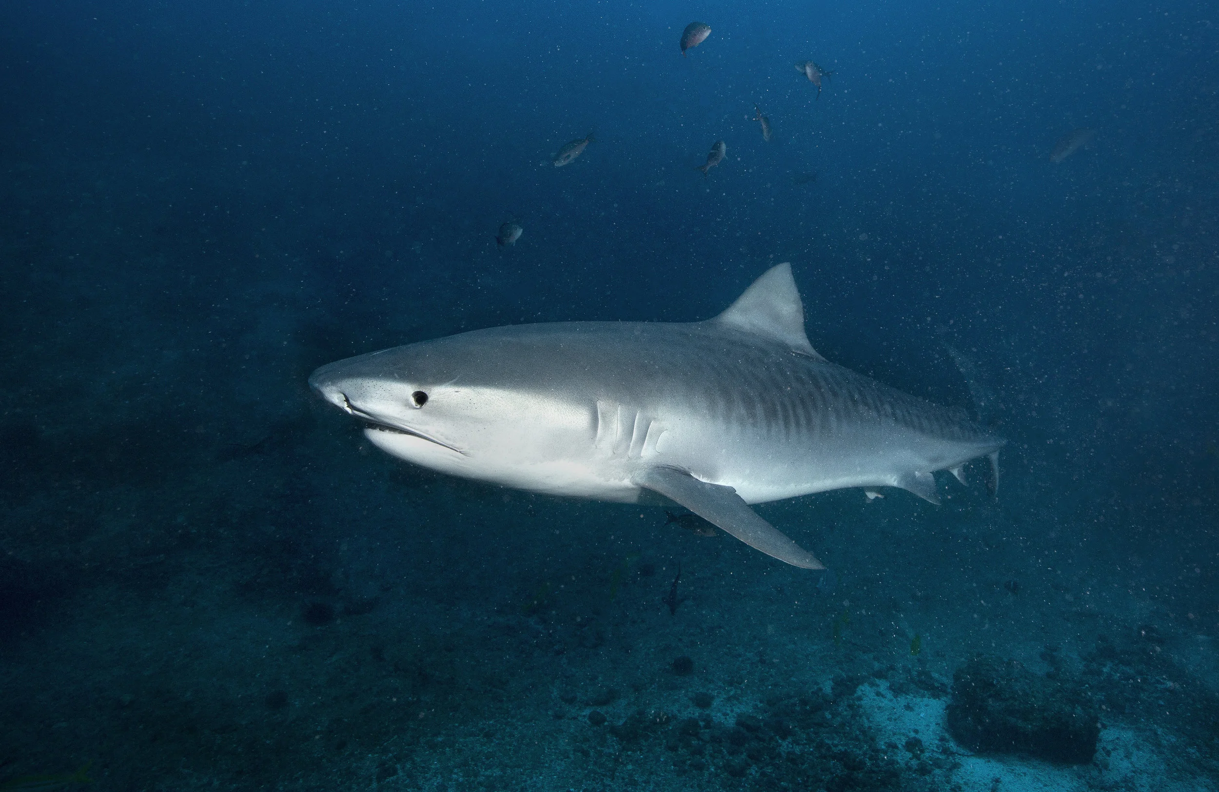 2B8A5562 Tiger E.jpg
