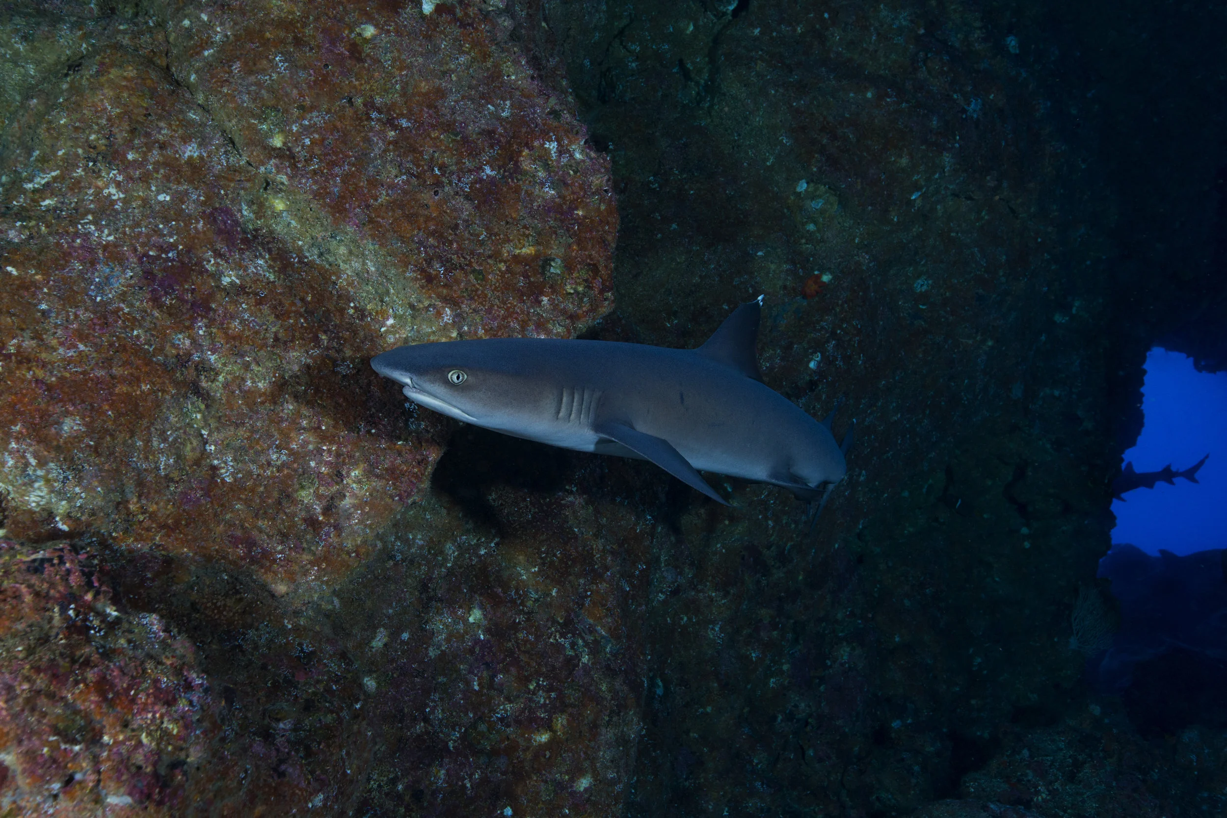 whitetip arch b 2B8A6628.jpg