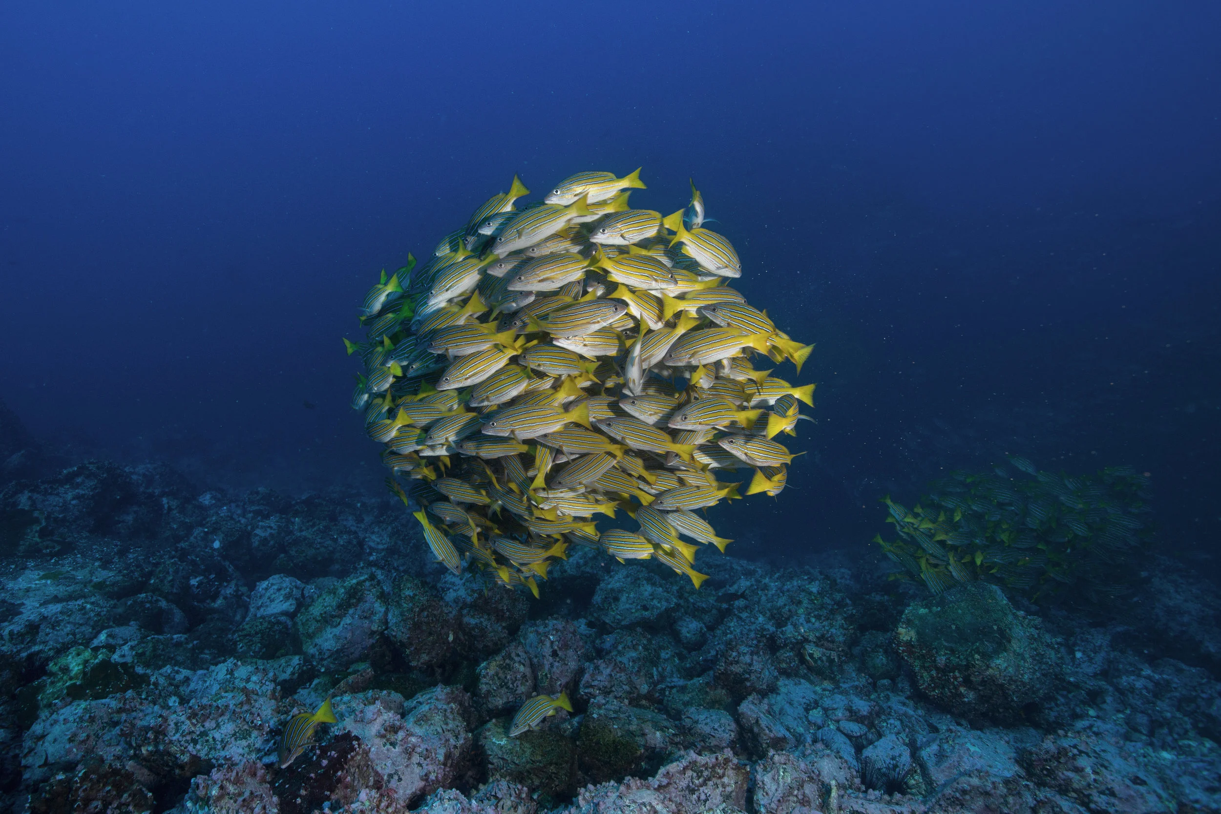 blue lined 2B8A6469.jpg