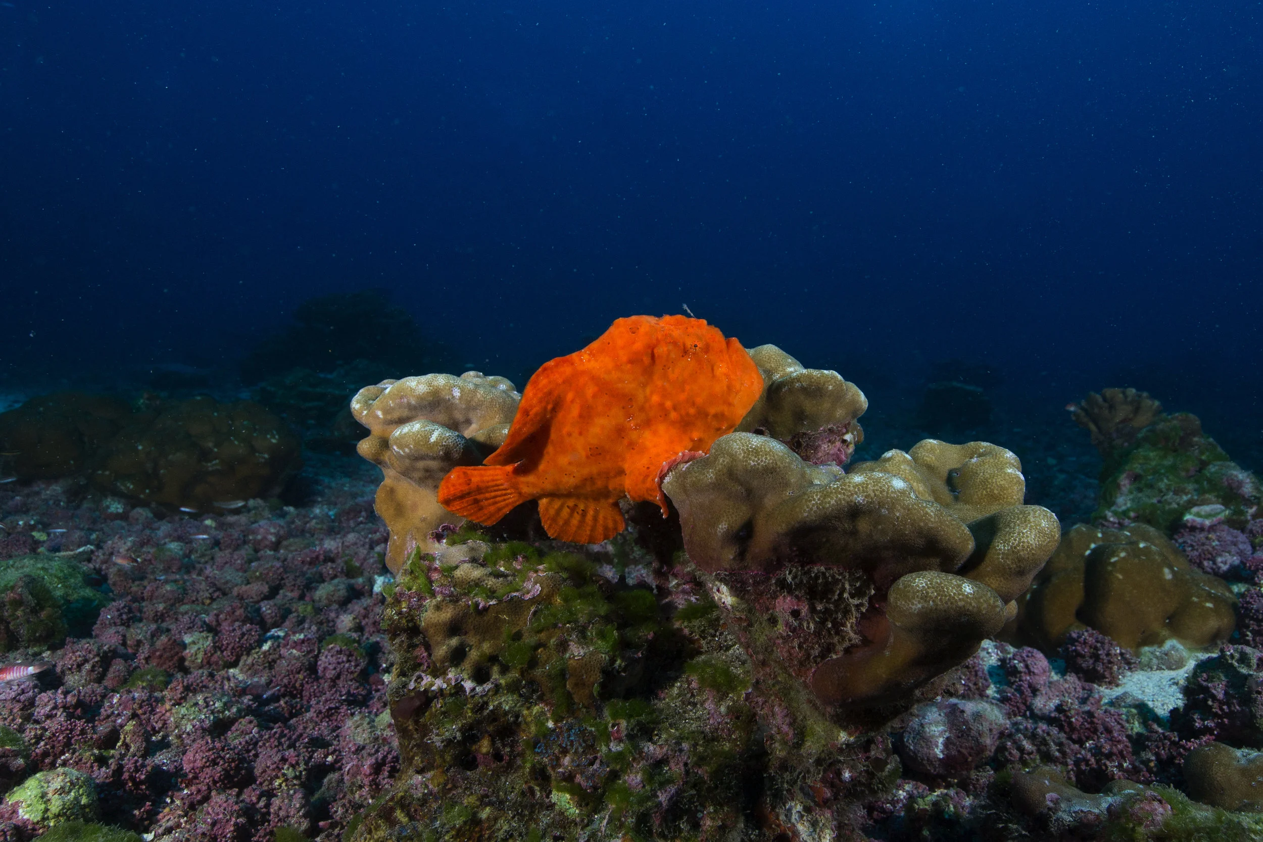 frog fish 2B8A6596.jpg