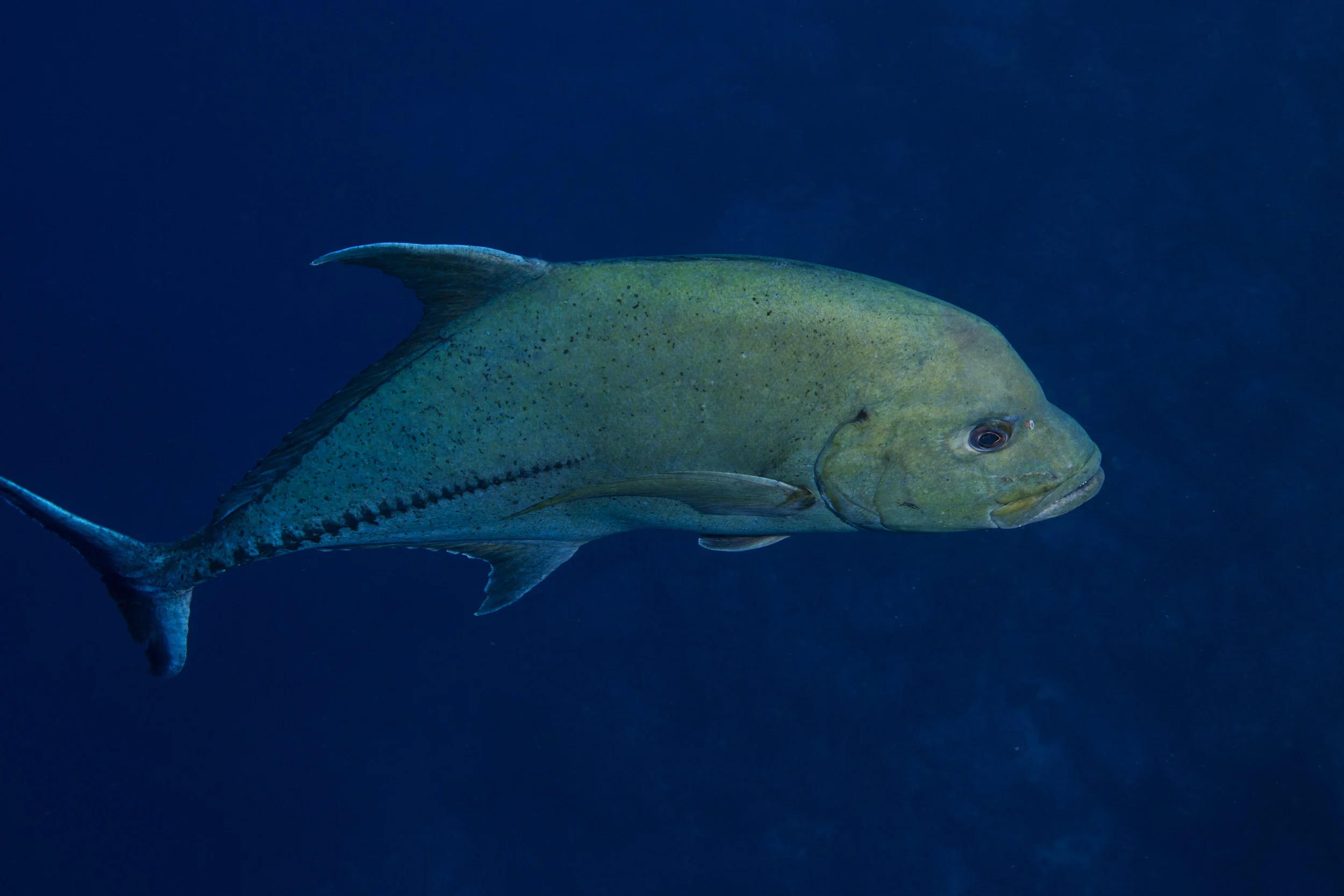 2B8A6099.jpg
