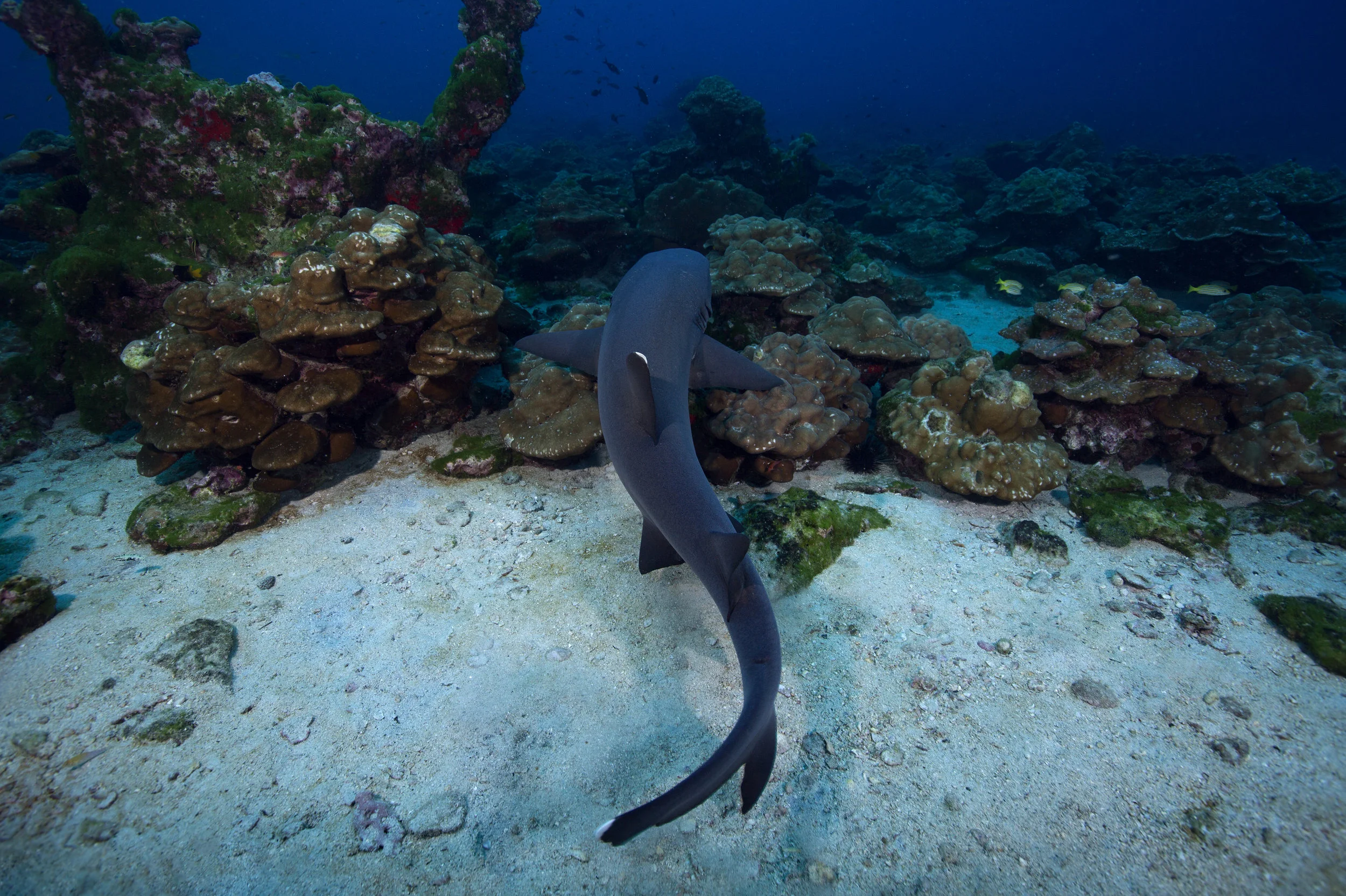 whitetip s curve 2B8A4815.jpg