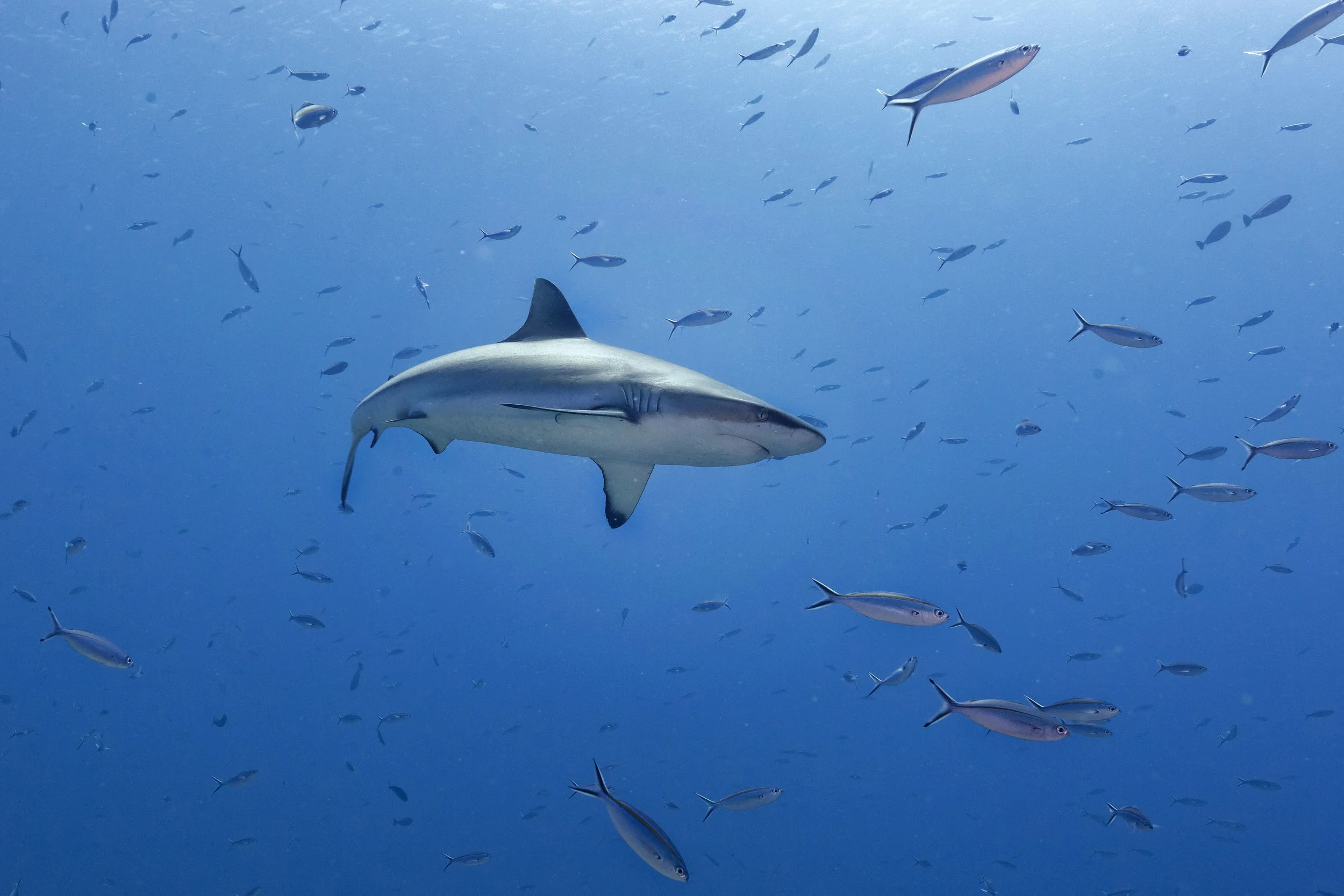 2B8A1463_DxO-Grey Reef-sm.jpg