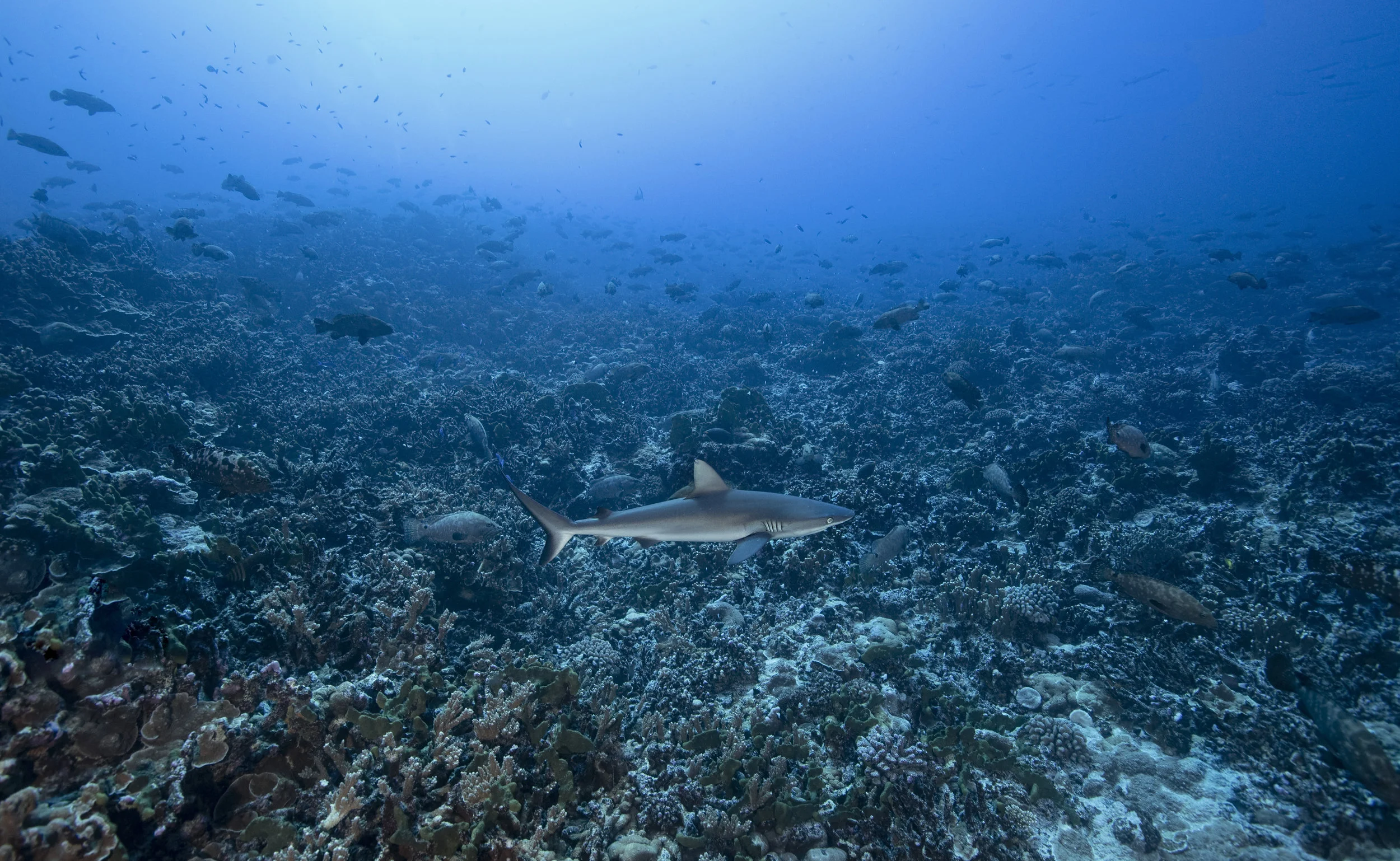 2B8A3733_DxO.jpg