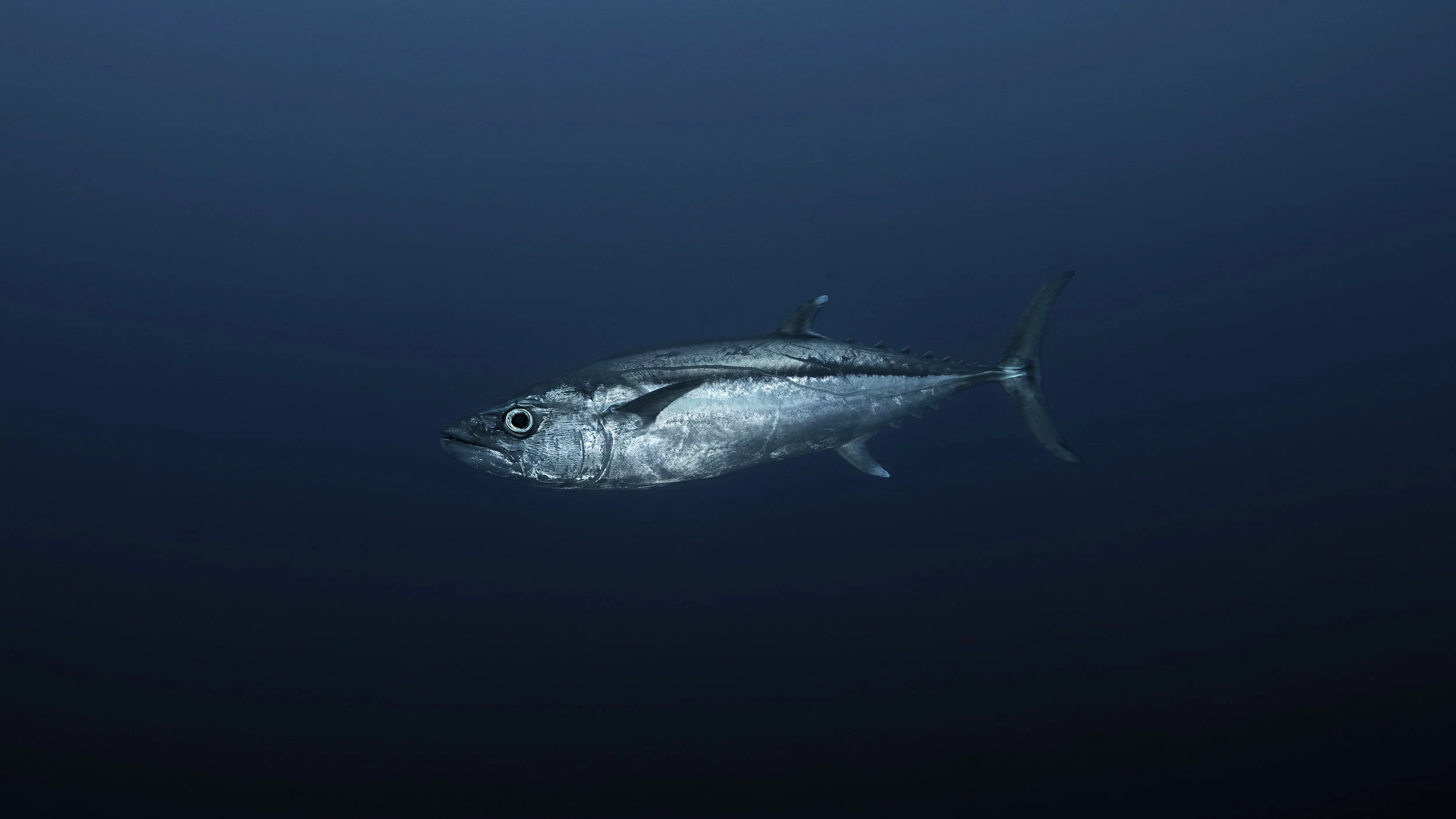 2B8A8700_DxO_2.jpg