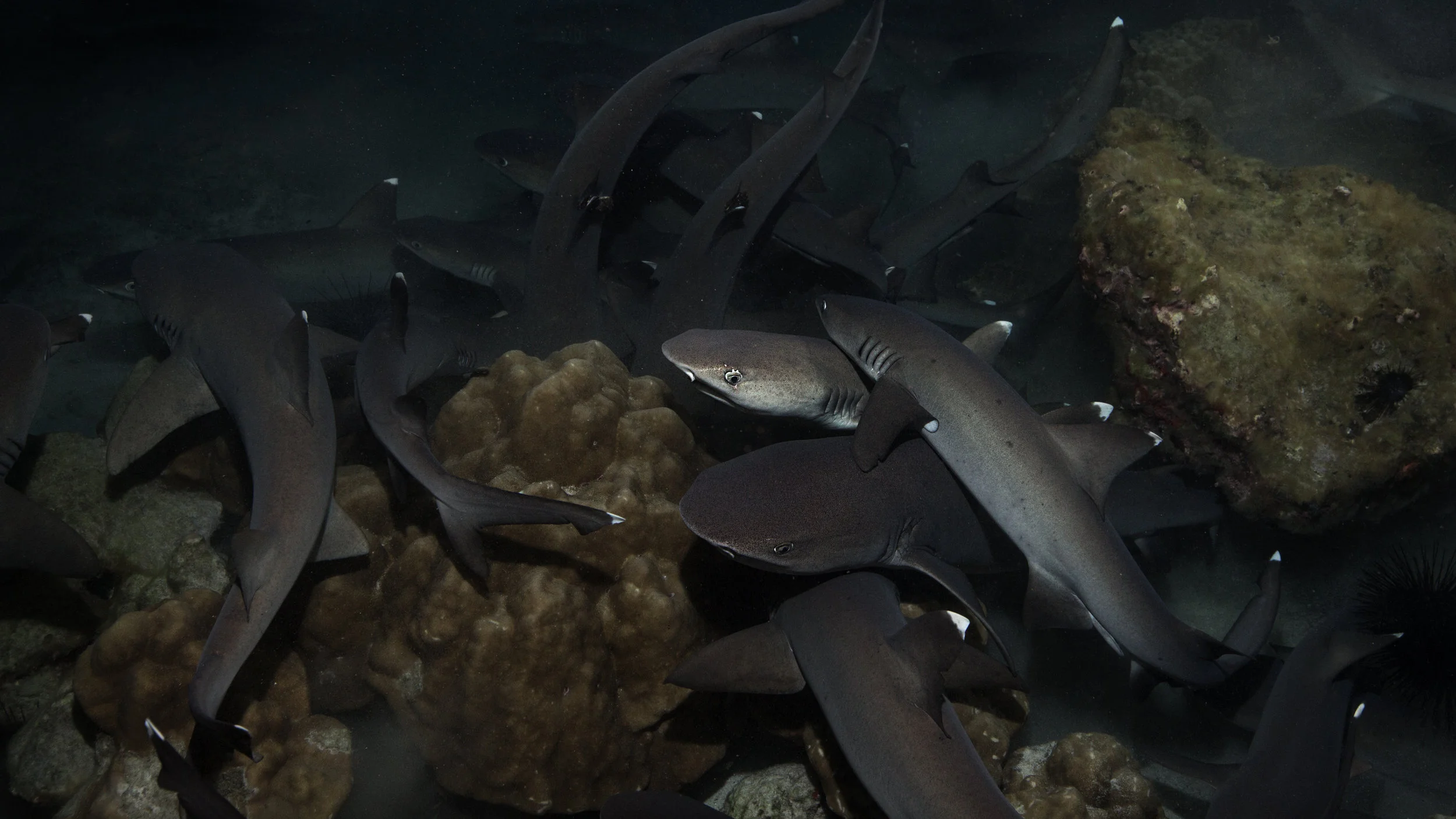 white tips hunting 2B8A5918b-16x9.jpg