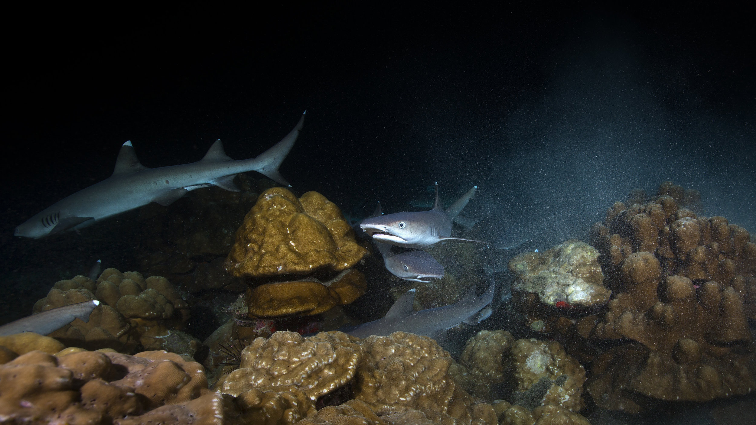 white-tips-hunting-2B8A5279-16x9.jpg