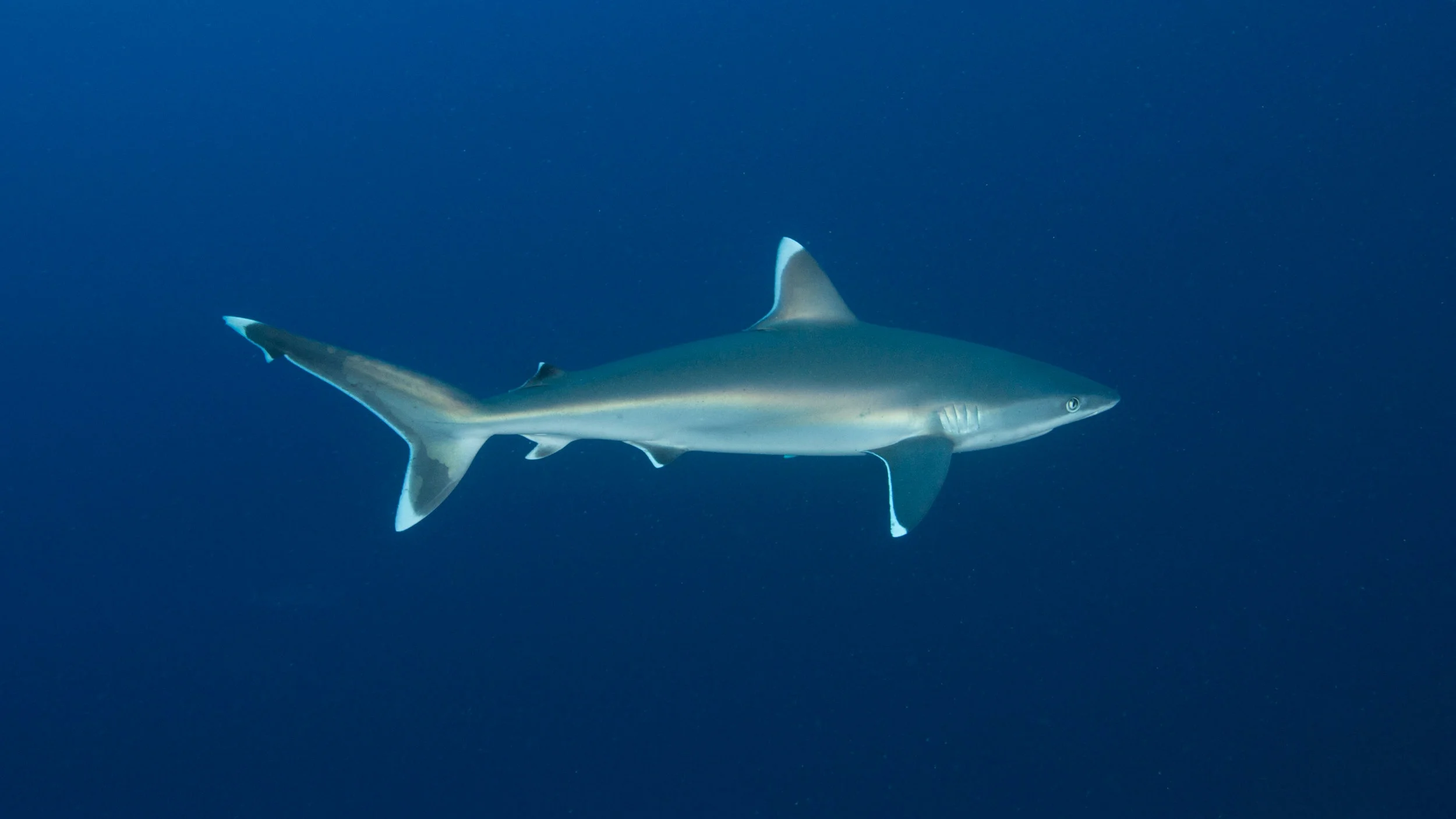 silver tip 2B8A6507-b.jpg